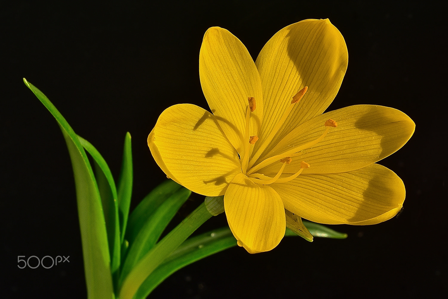 Sigma 150mm F2.8 EX DG Macro HSM sample photo. Yellow photography