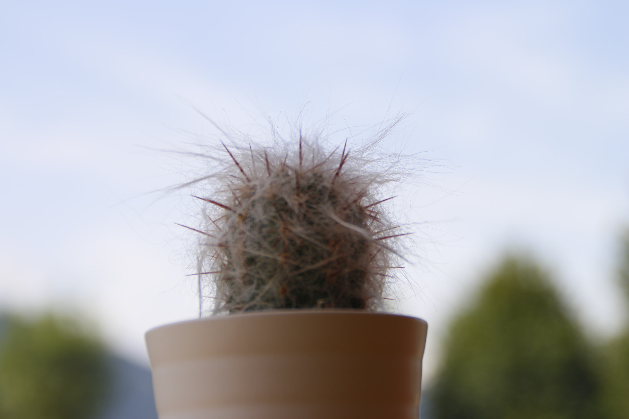 Canon EOS 650D (EOS Rebel T4i / EOS Kiss X6i) sample photo. Cactus photography