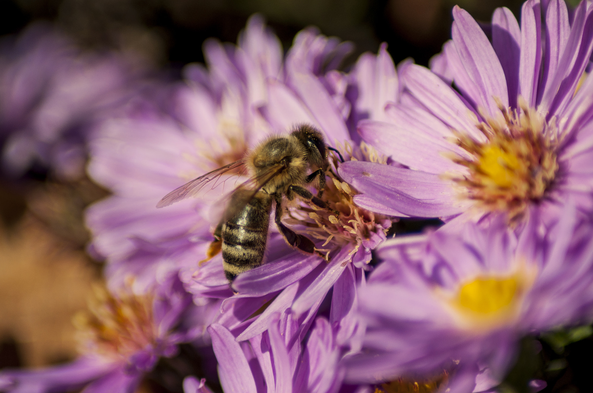 Nikon D5000 sample photo. On a flower photography