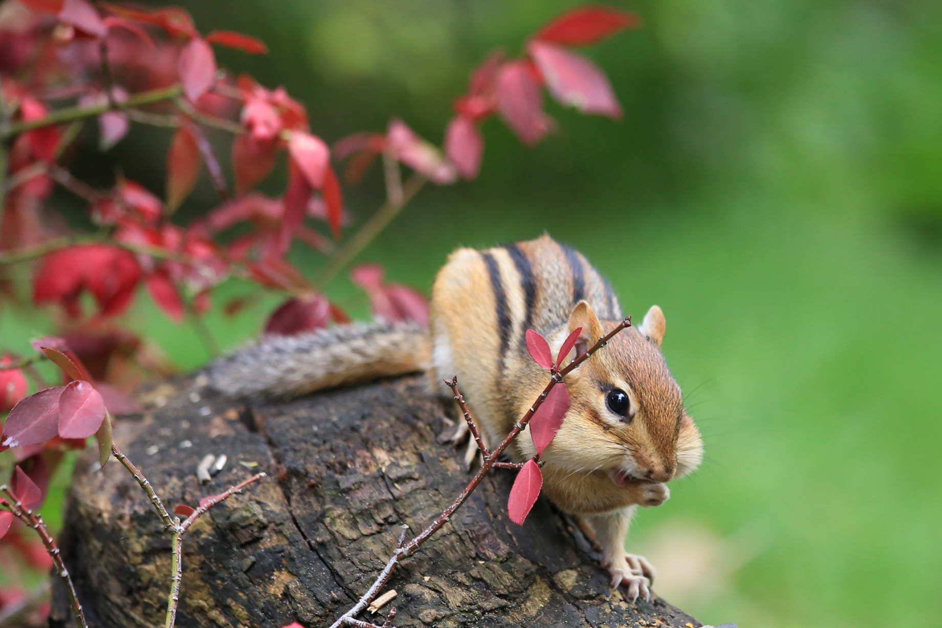 Canon EF 70-300mm F4-5.6 IS USM sample photo