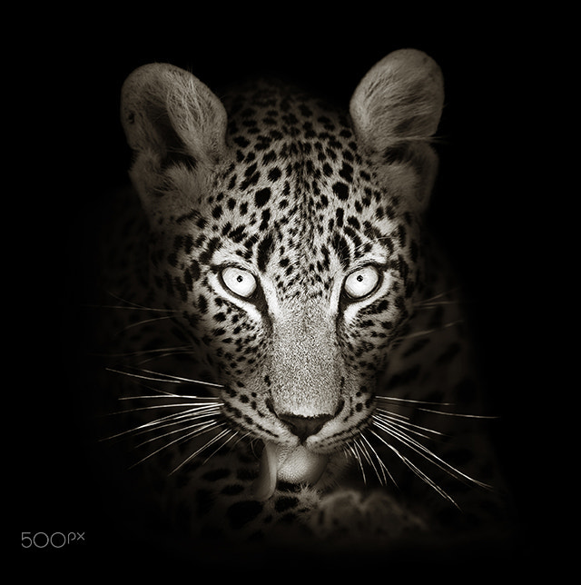 Canon EF 600mm f/4L IS sample photo. Leopard portrait in the dark photography