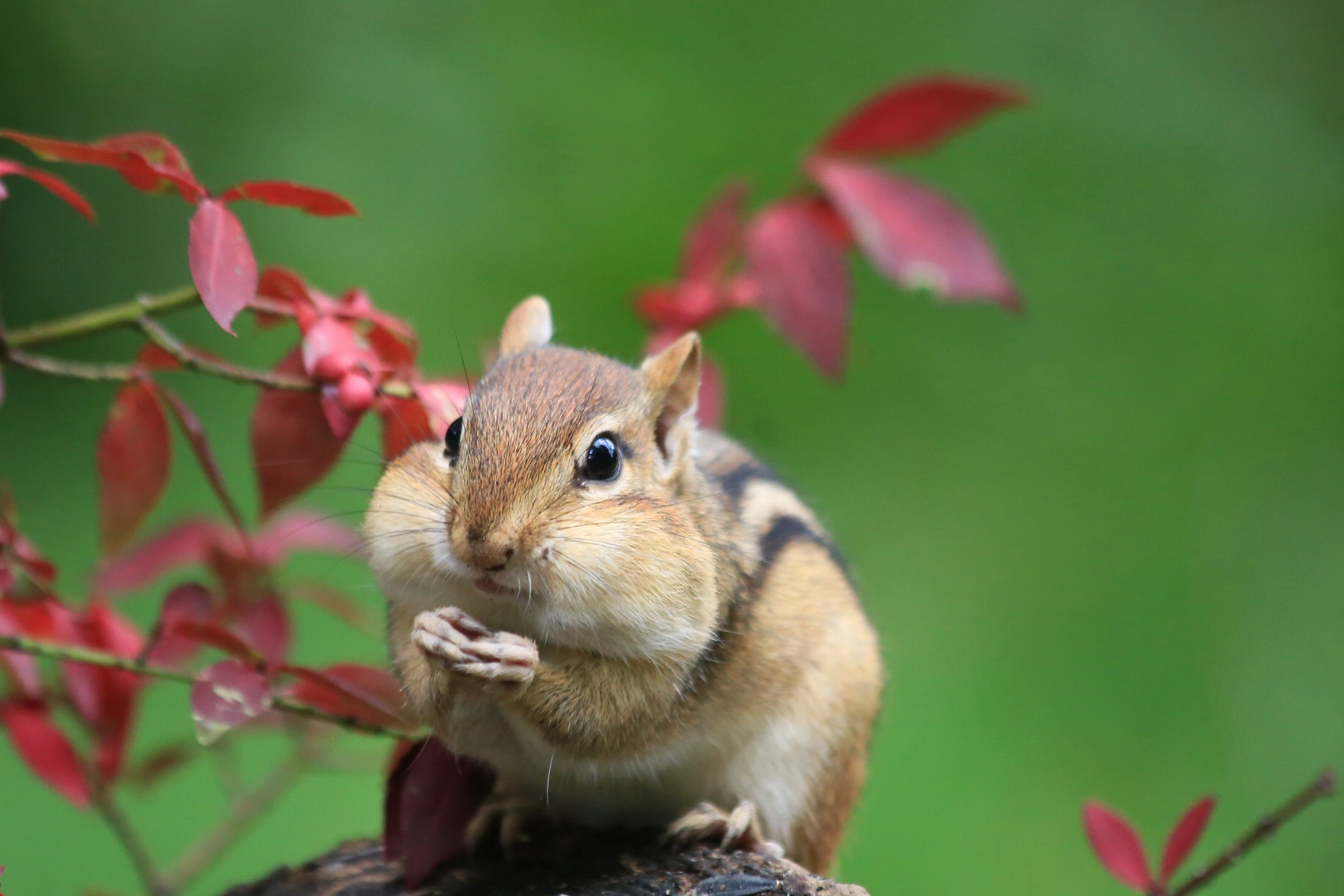 Canon EF 70-300mm F4-5.6 IS USM sample photo