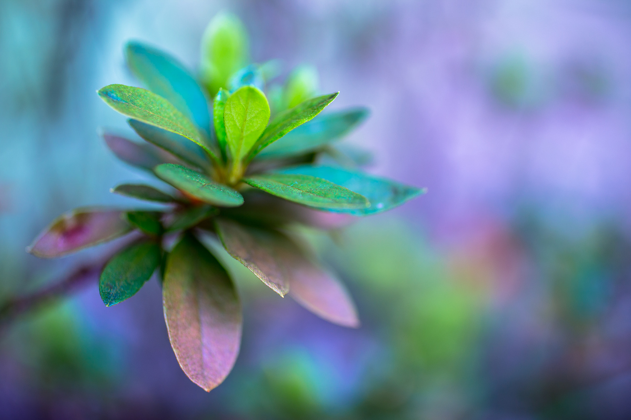 Canon EOS 6D + Canon EF 50mm F2.5 Macro sample photo. Waterland photography
