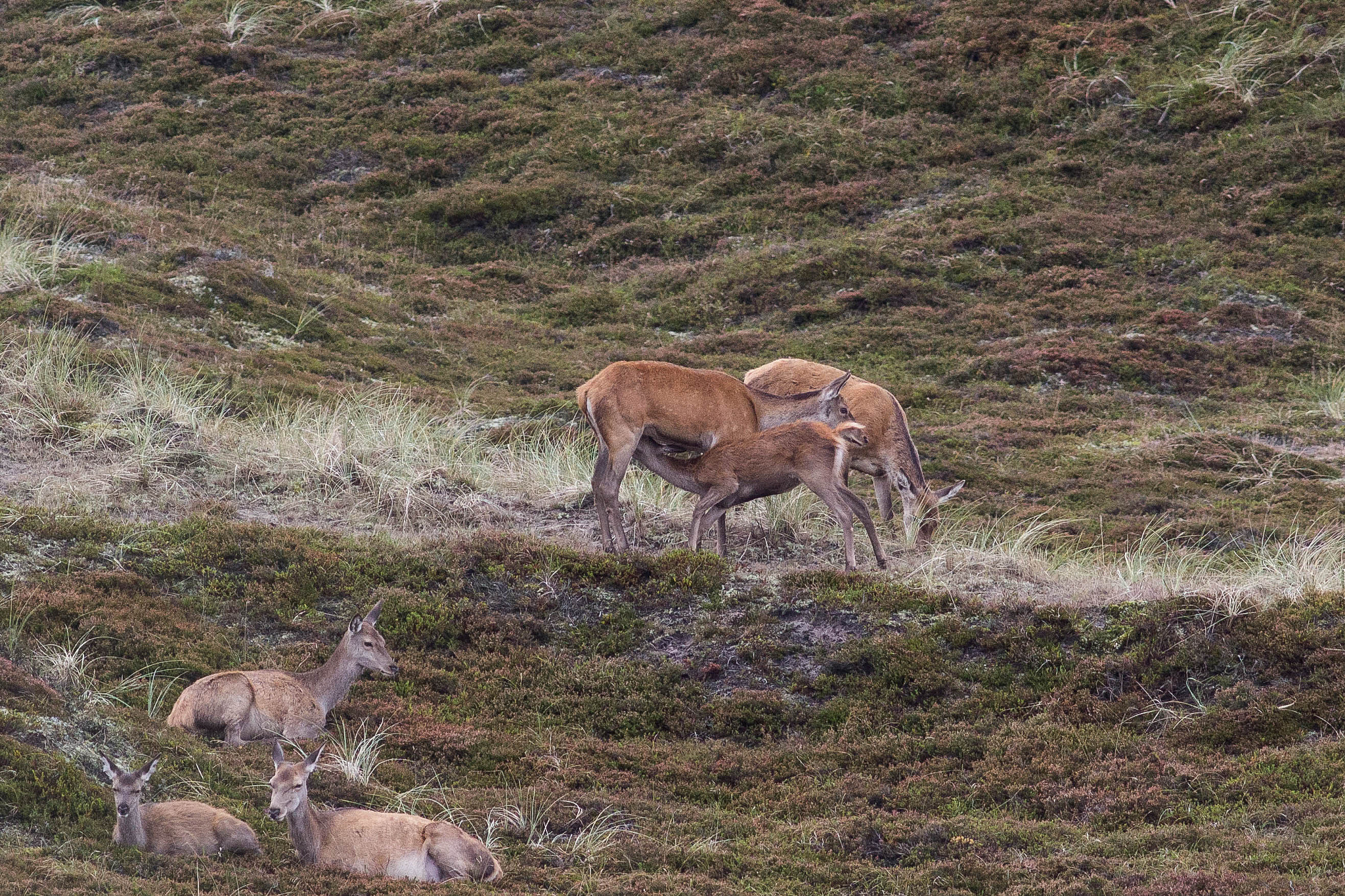 Canon EOS 60D + Canon EF 400mm F5.6L USM sample photo. Suckling calf photography