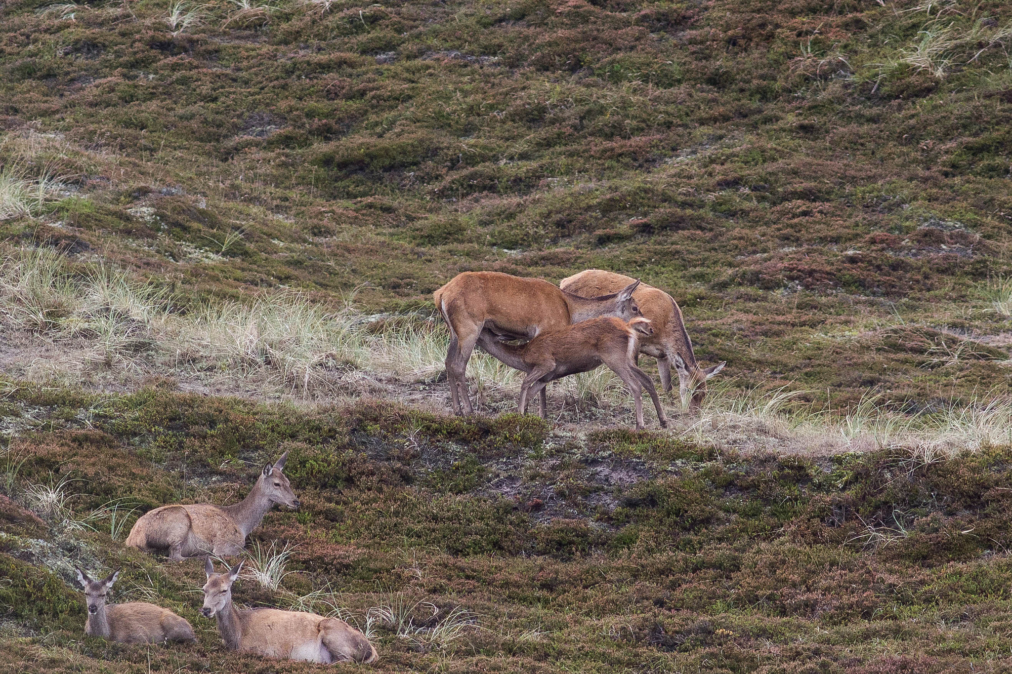 Canon EOS 60D sample photo. Suckling calf photography