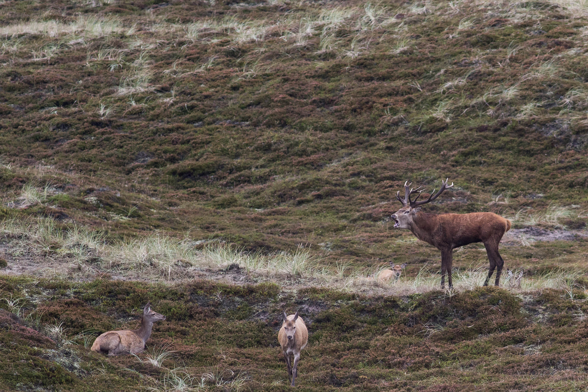 Canon EOS 60D + Canon EF 400mm F5.6L USM sample photo. Stag photography