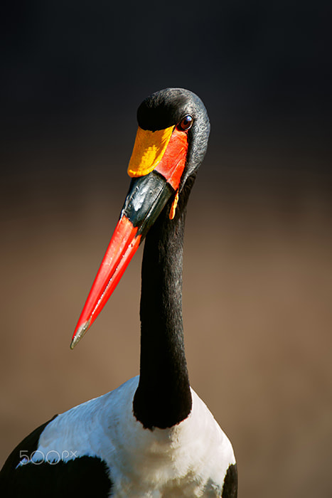 Canon EOS-1D X sample photo. Saddle-billed stork portrait photography