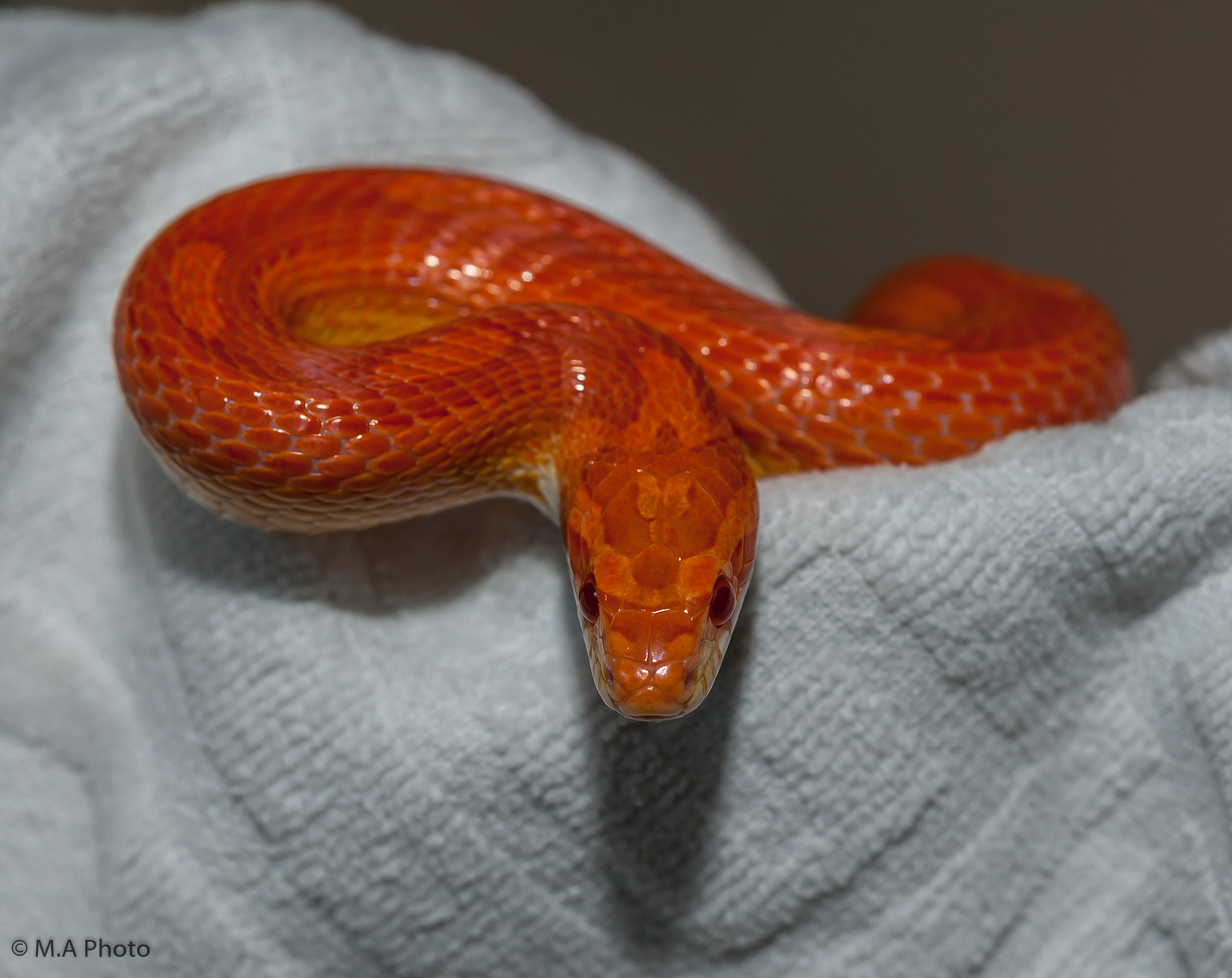 Nikon D3 sample photo. Corn snake photography