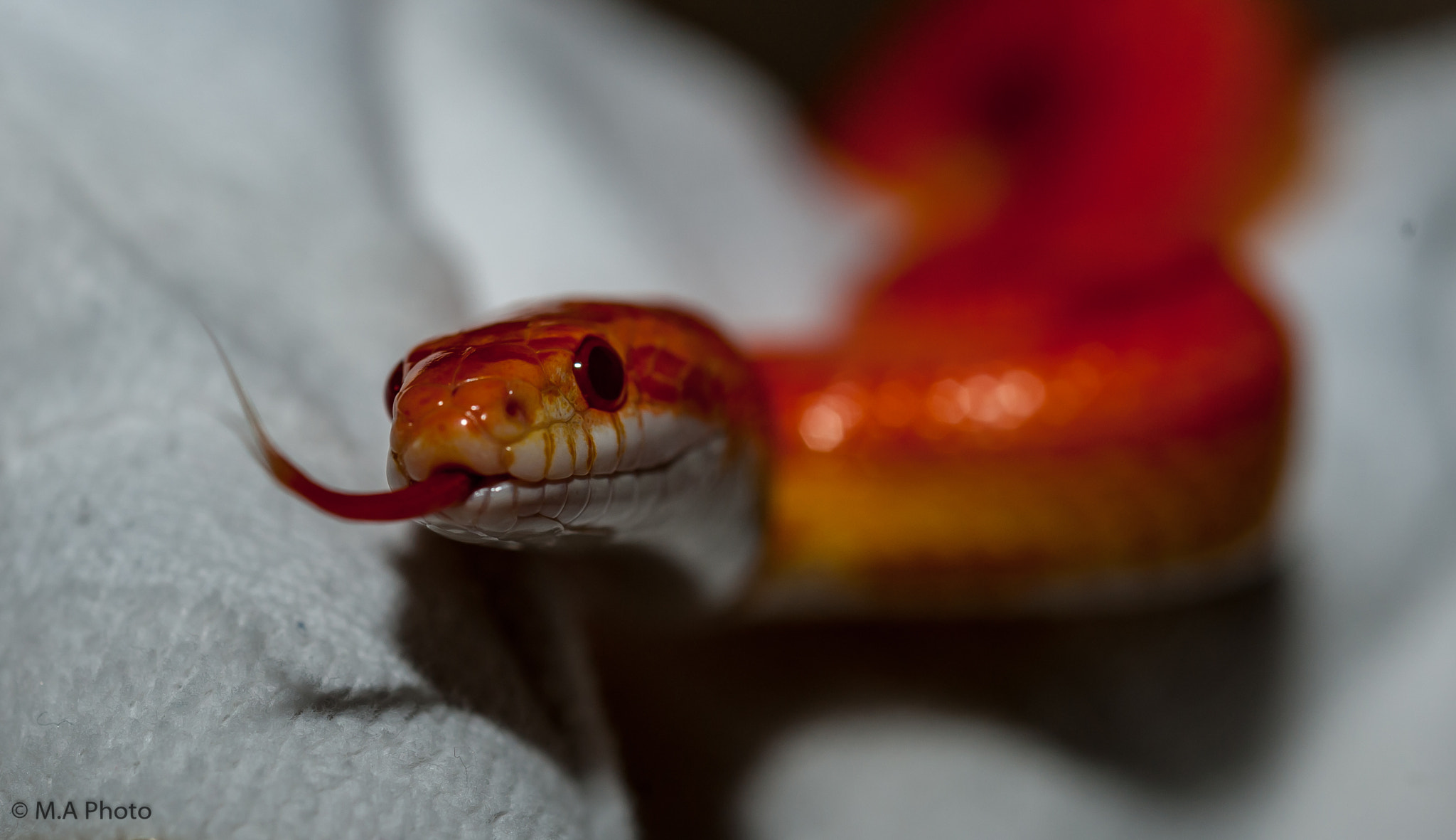 Nikon D3 + Nikon AF Micro-Nikkor 60mm F2.8D sample photo. Corn snake photography