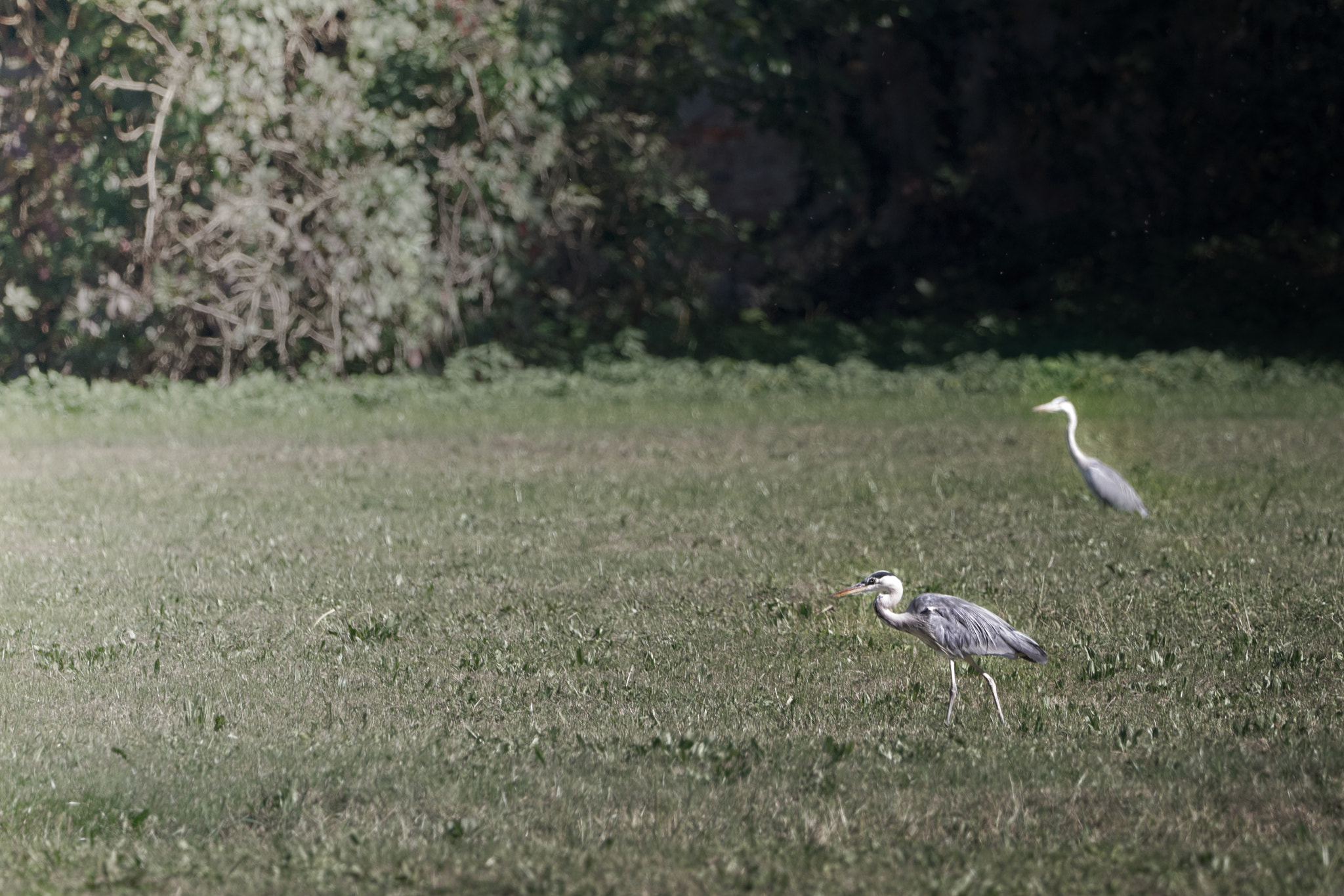 Olympus OM-D E-M1 sample photo. Double gray heron photography