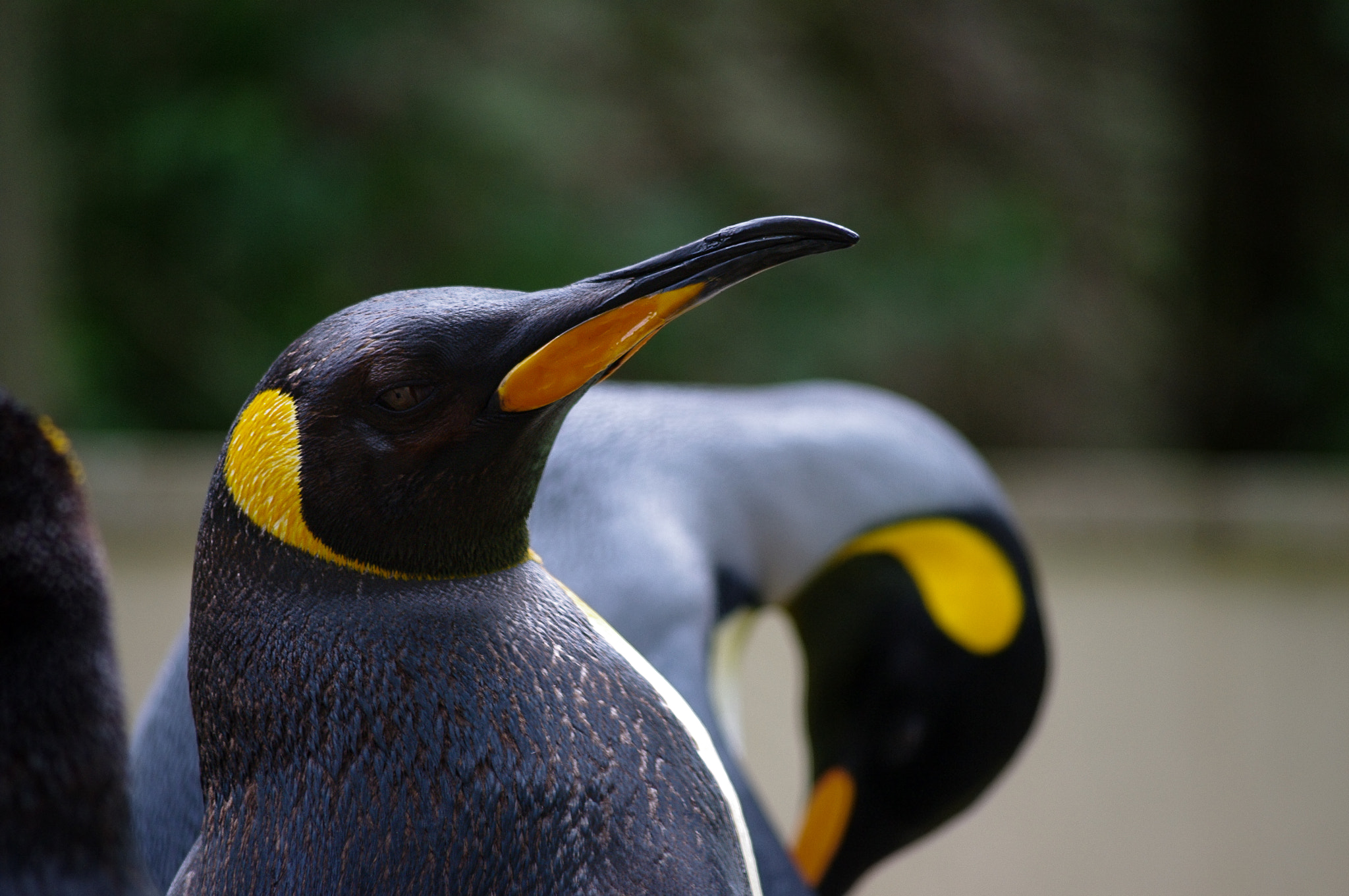 Pentax K-7 sample photo. King penguins photography