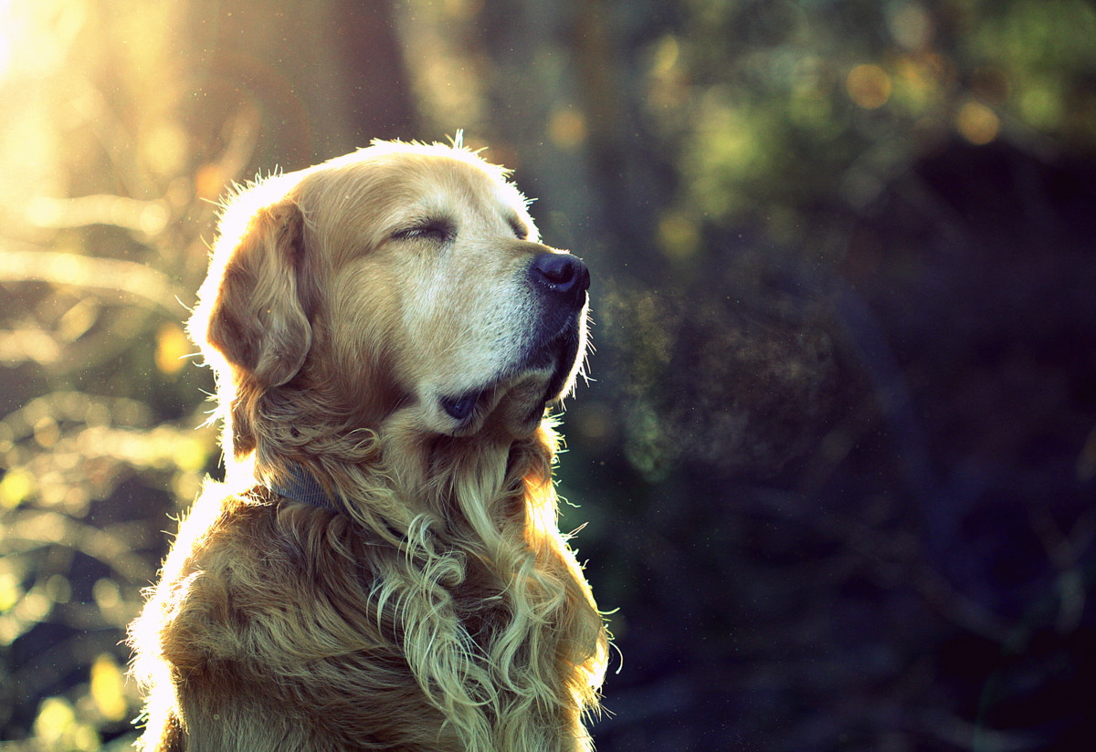 Canon EOS 50D + Canon EF 100mm F2.8L Macro IS USM sample photo. Morning meditation photography