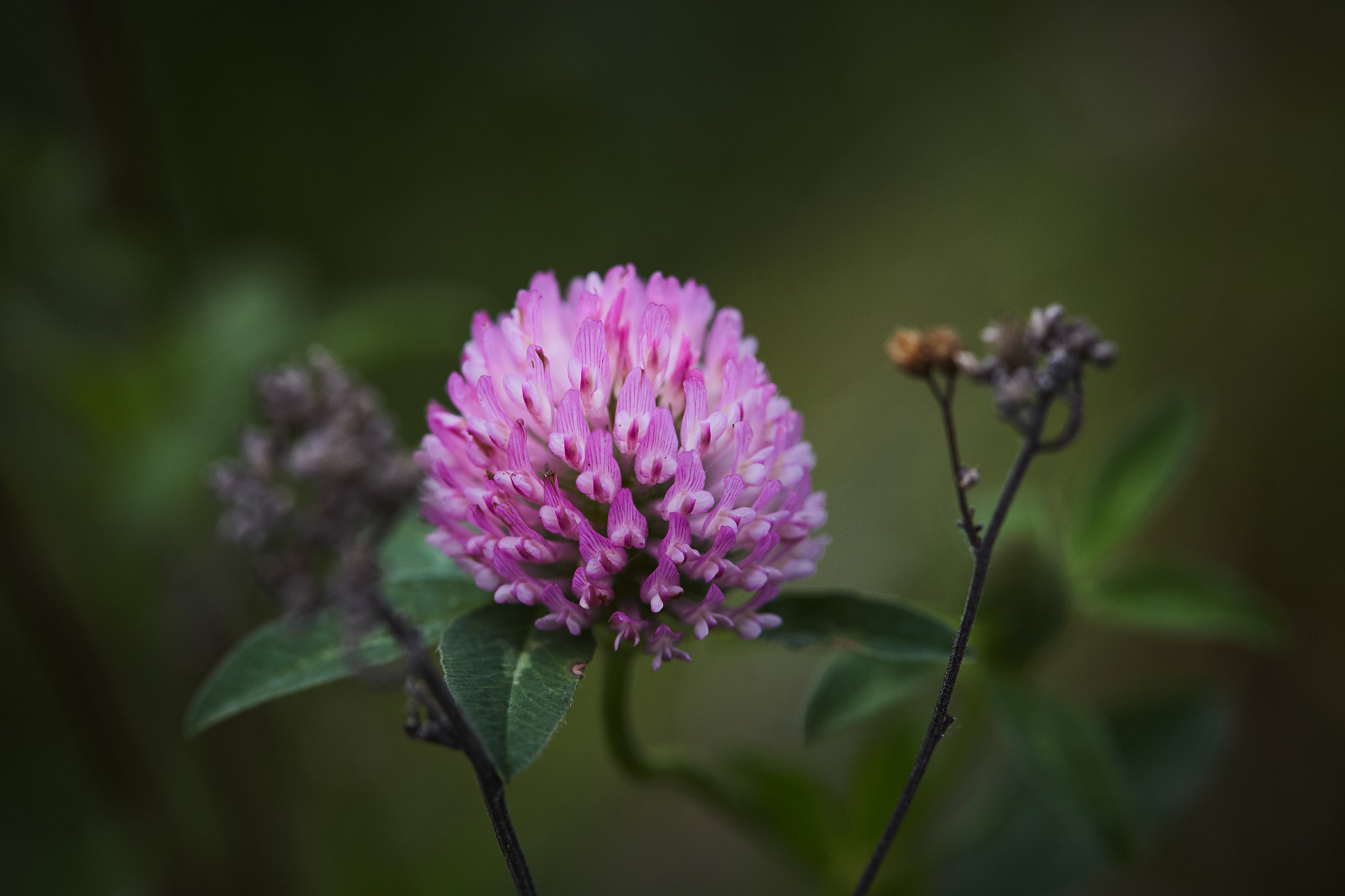 Canon EF 100mm F2.8L Macro IS USM sample photo. Img photography