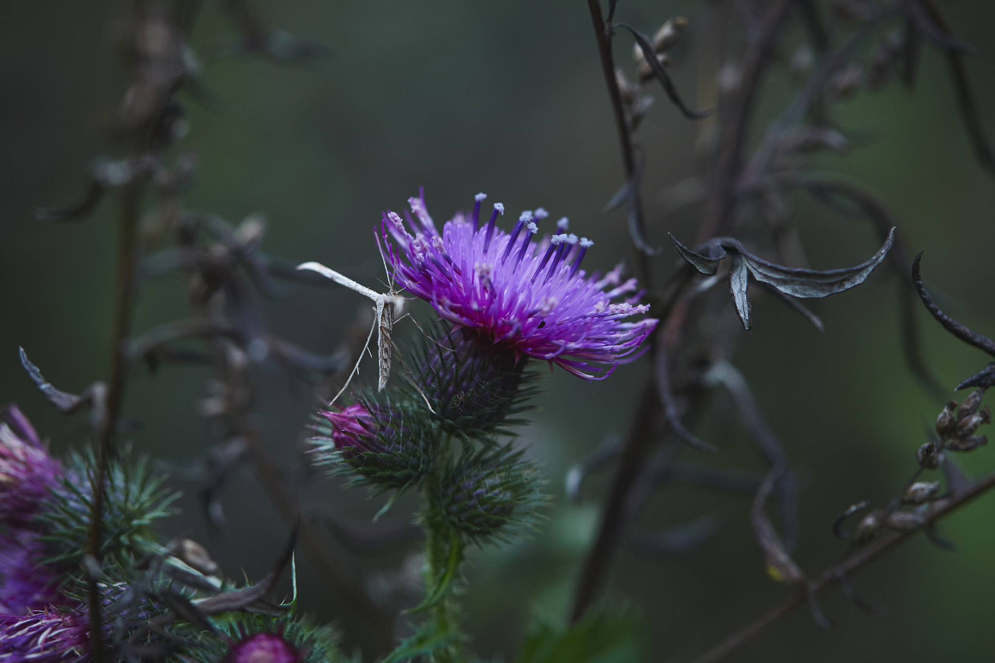 Canon EF 100mm F2.8L Macro IS USM sample photo. Img photography