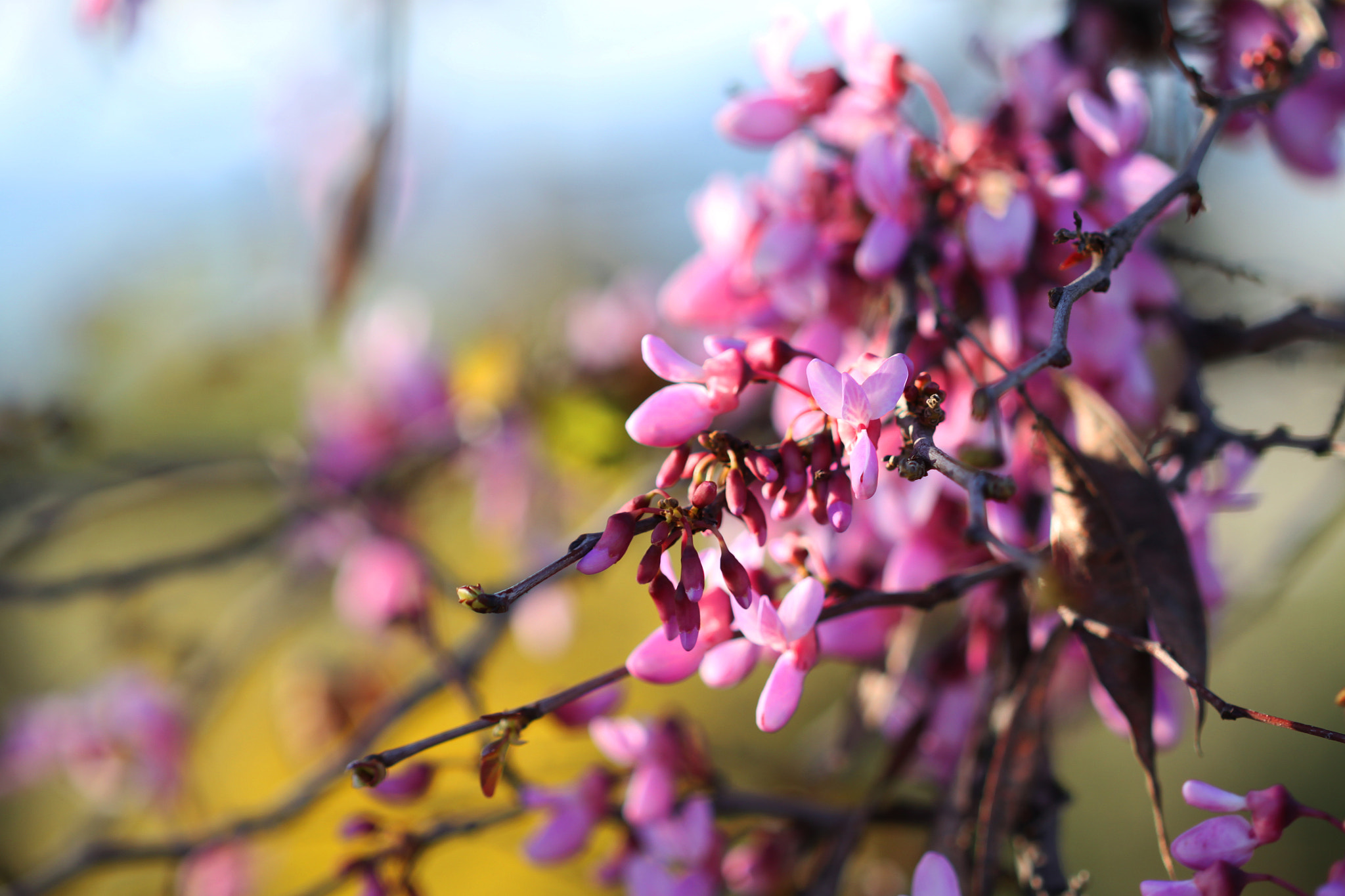 Canon EF 100mm F2.8 Macro USM sample photo. Rain of beauty photography