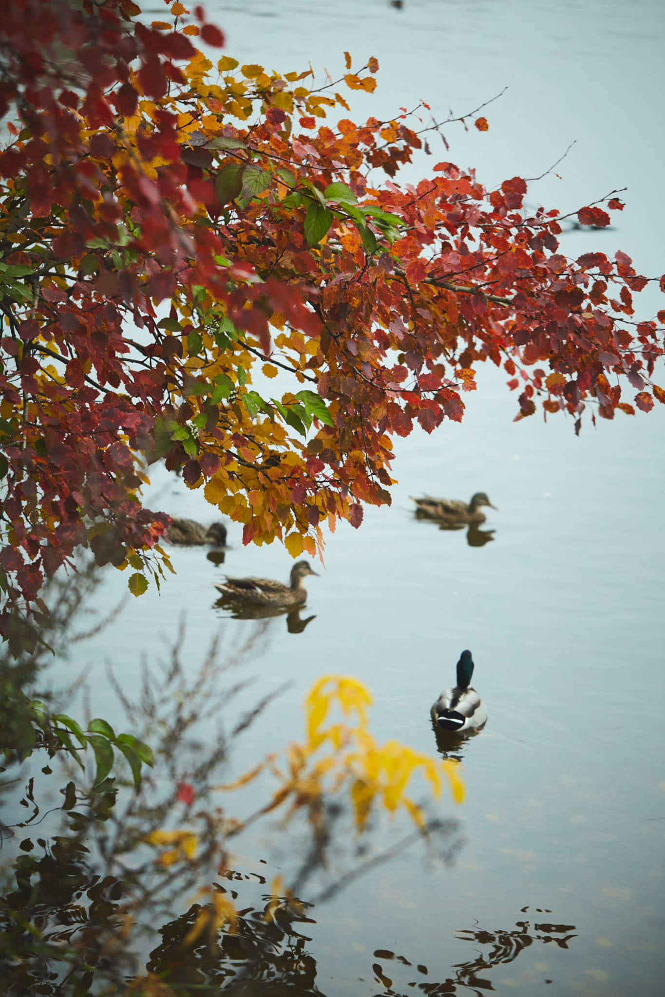 Canon EF 100mm F2.8L Macro IS USM sample photo. Img photography