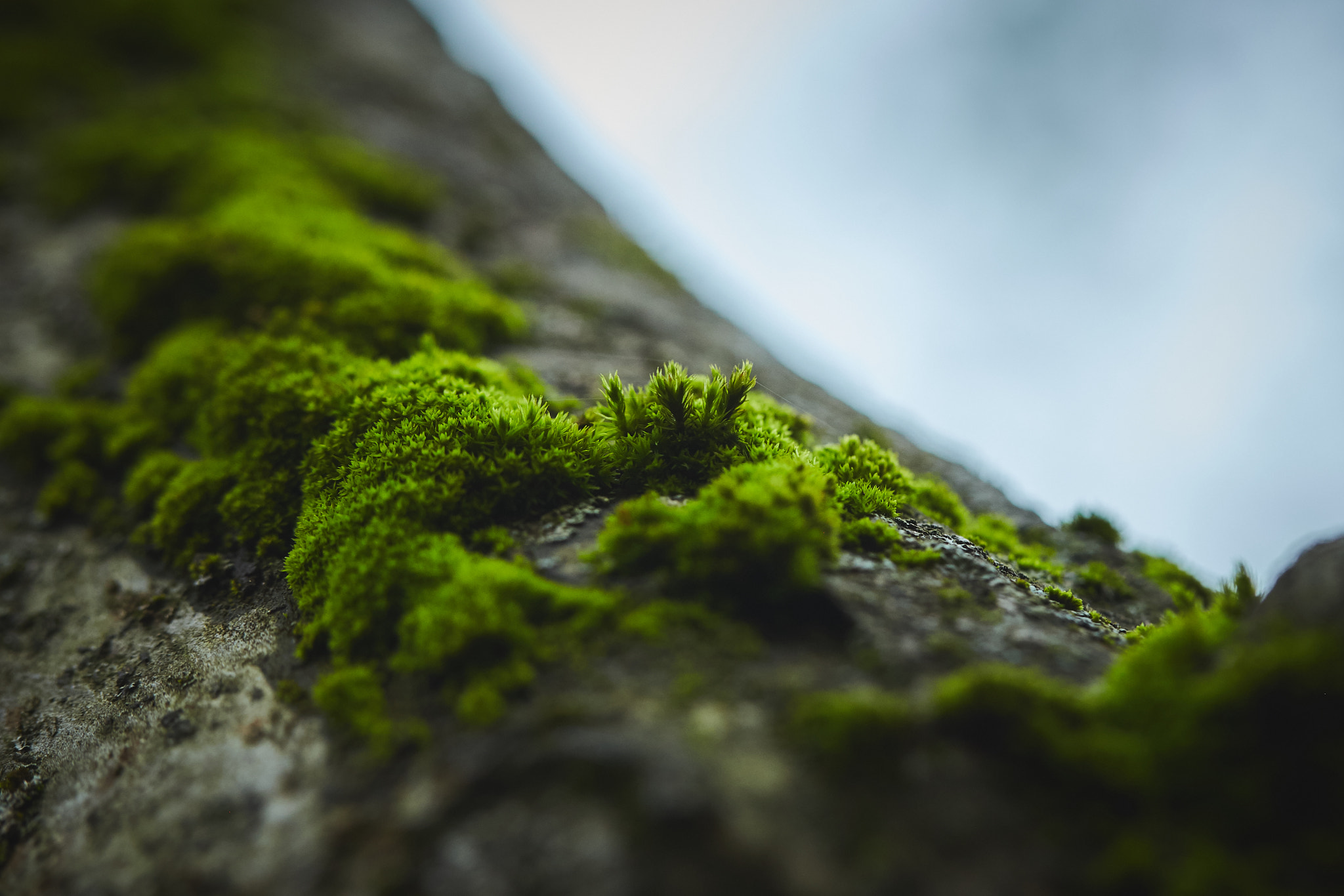 Canon EF 100mm F2.8L Macro IS USM sample photo. Img photography