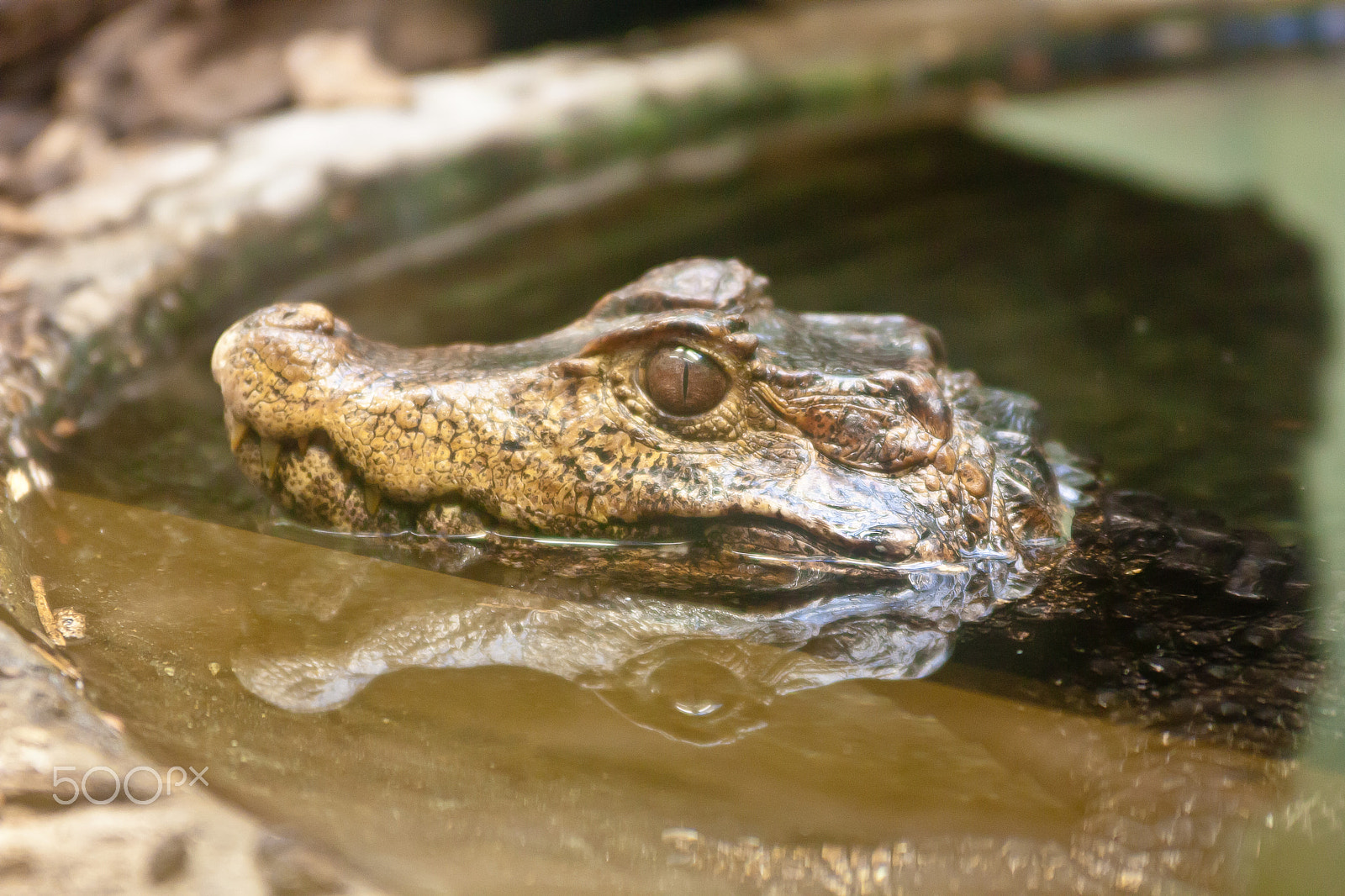 Canon EOS 450D (EOS Rebel XSi / EOS Kiss X2) sample photo. Gator reflection photography