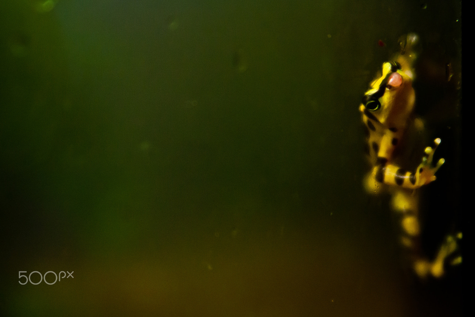 Canon EOS 450D (EOS Rebel XSi / EOS Kiss X2) sample photo. Frog on wall photography