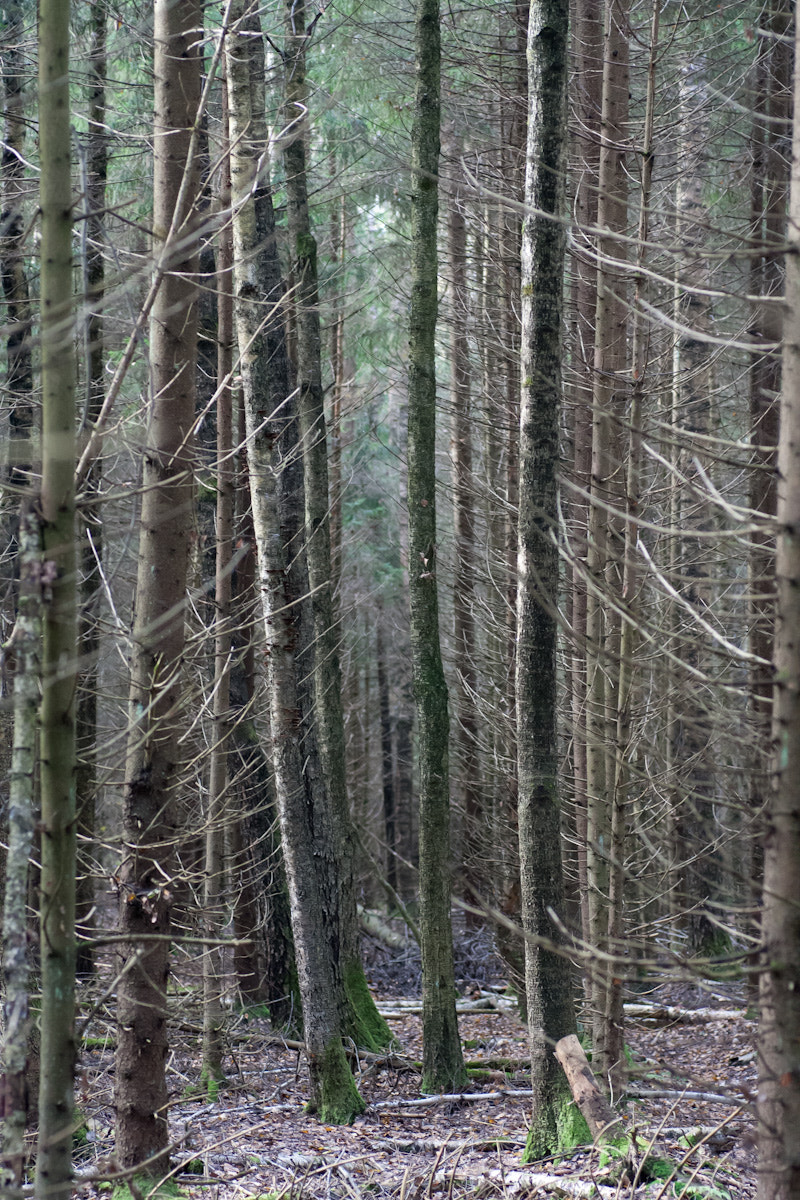 Canon EOS 400D (EOS Digital Rebel XTi / EOS Kiss Digital X) sample photo. A walk in a forest photography