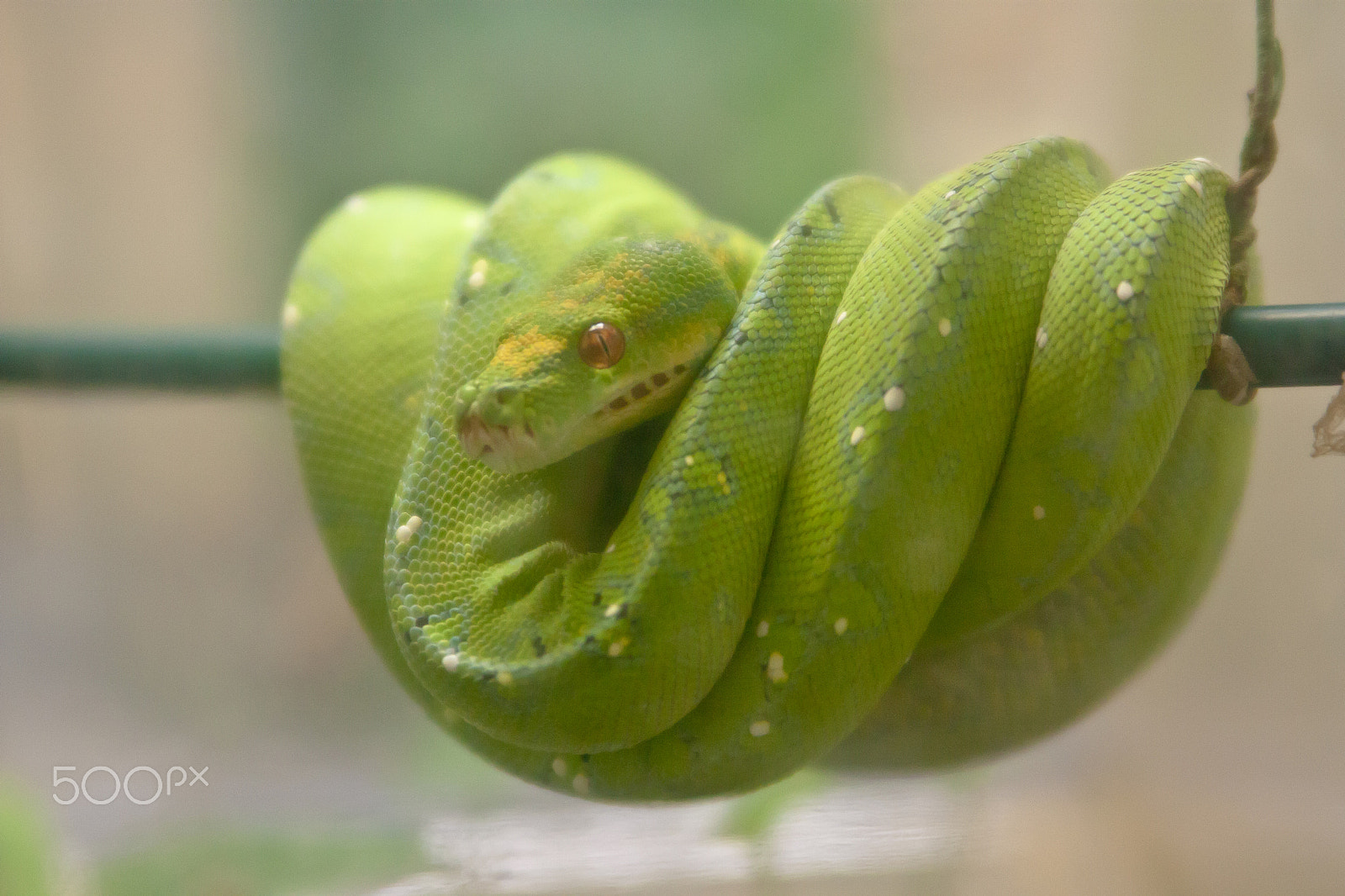 Canon EOS 450D (EOS Rebel XSi / EOS Kiss X2) sample photo. Green snake photography