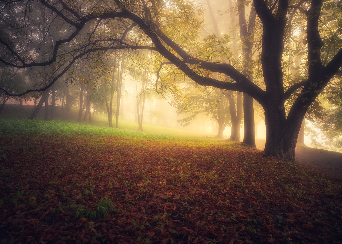 Nikon D800 sample photo. First autumn mists.... photography