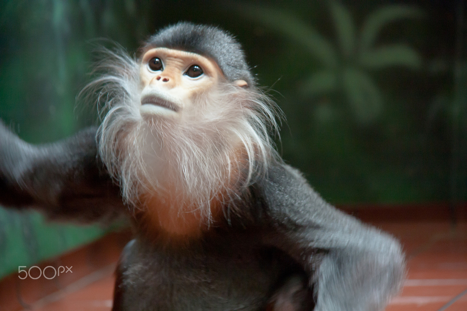 Canon EOS 450D (EOS Rebel XSi / EOS Kiss X2) sample photo. Bearded monkey photography
