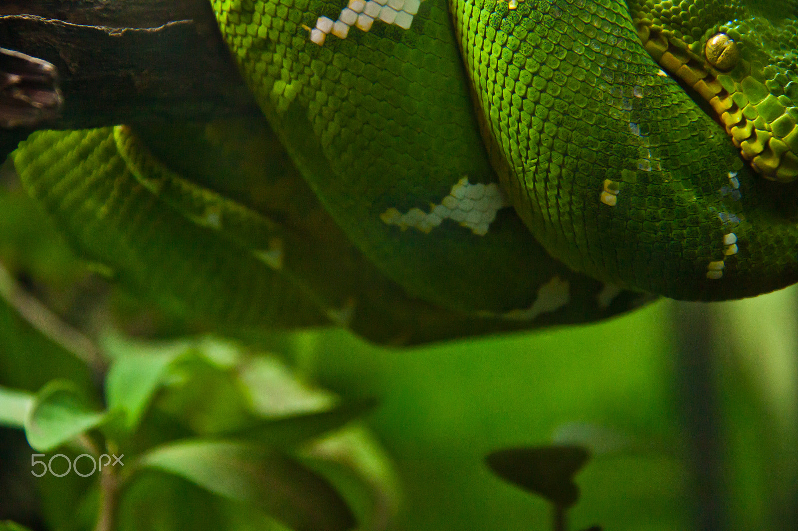 Canon EOS 450D (EOS Rebel XSi / EOS Kiss X2) sample photo. Snake close 2 photography