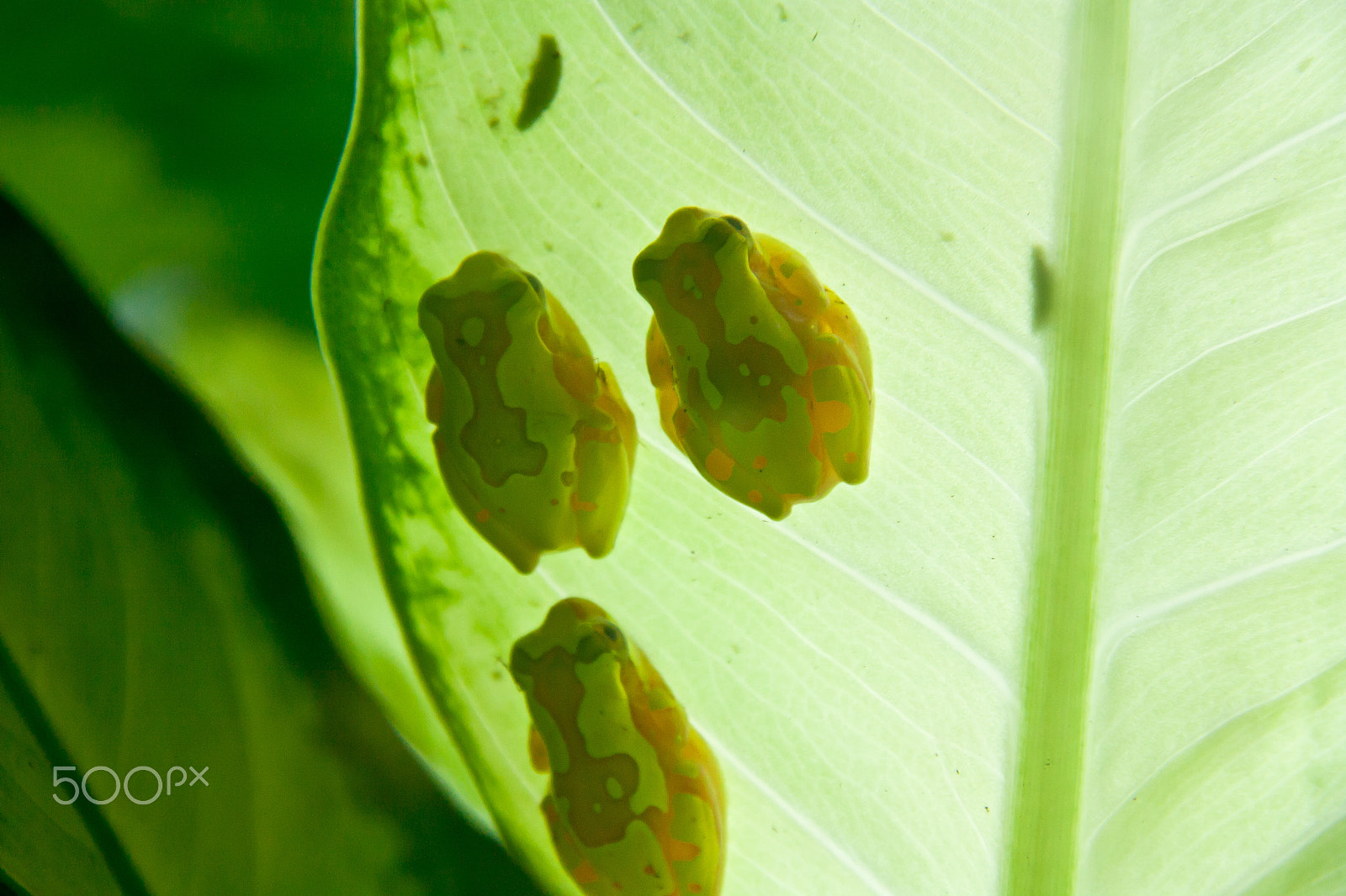 Canon EOS 450D (EOS Rebel XSi / EOS Kiss X2) sample photo. Trio of frogs photography
