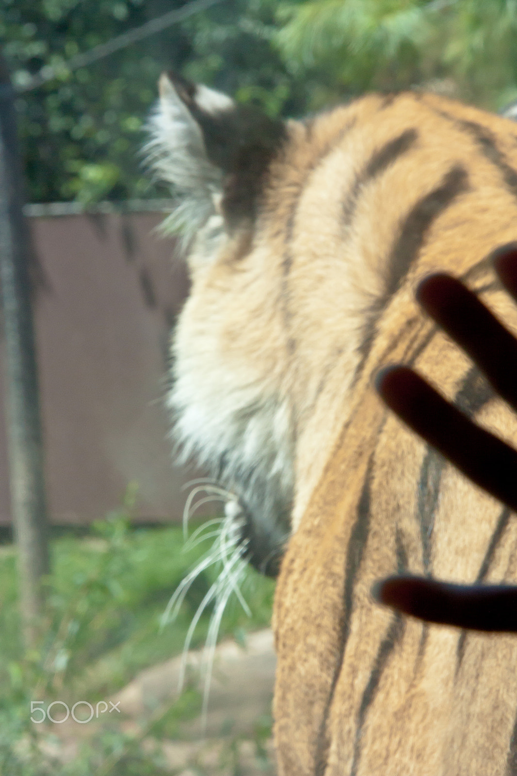 Canon EOS 450D (EOS Rebel XSi / EOS Kiss X2) sample photo. Tiger and hand photography