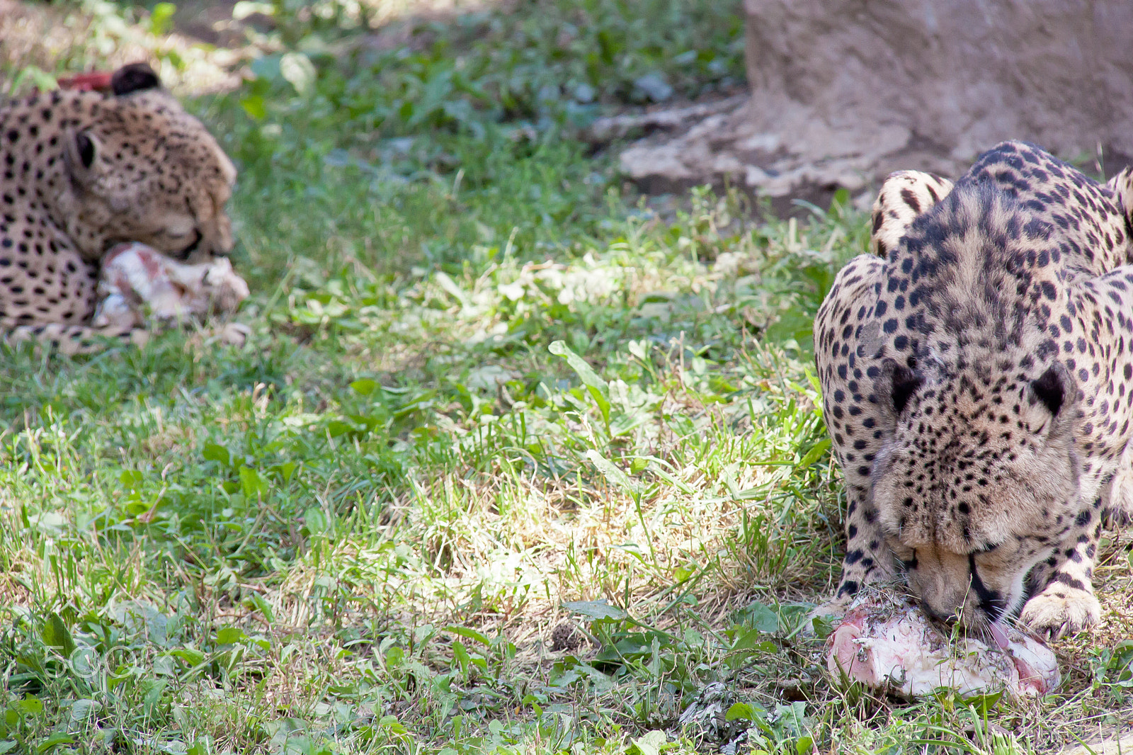 Canon EOS 450D (EOS Rebel XSi / EOS Kiss X2) sample photo. Cheetah feasting photography