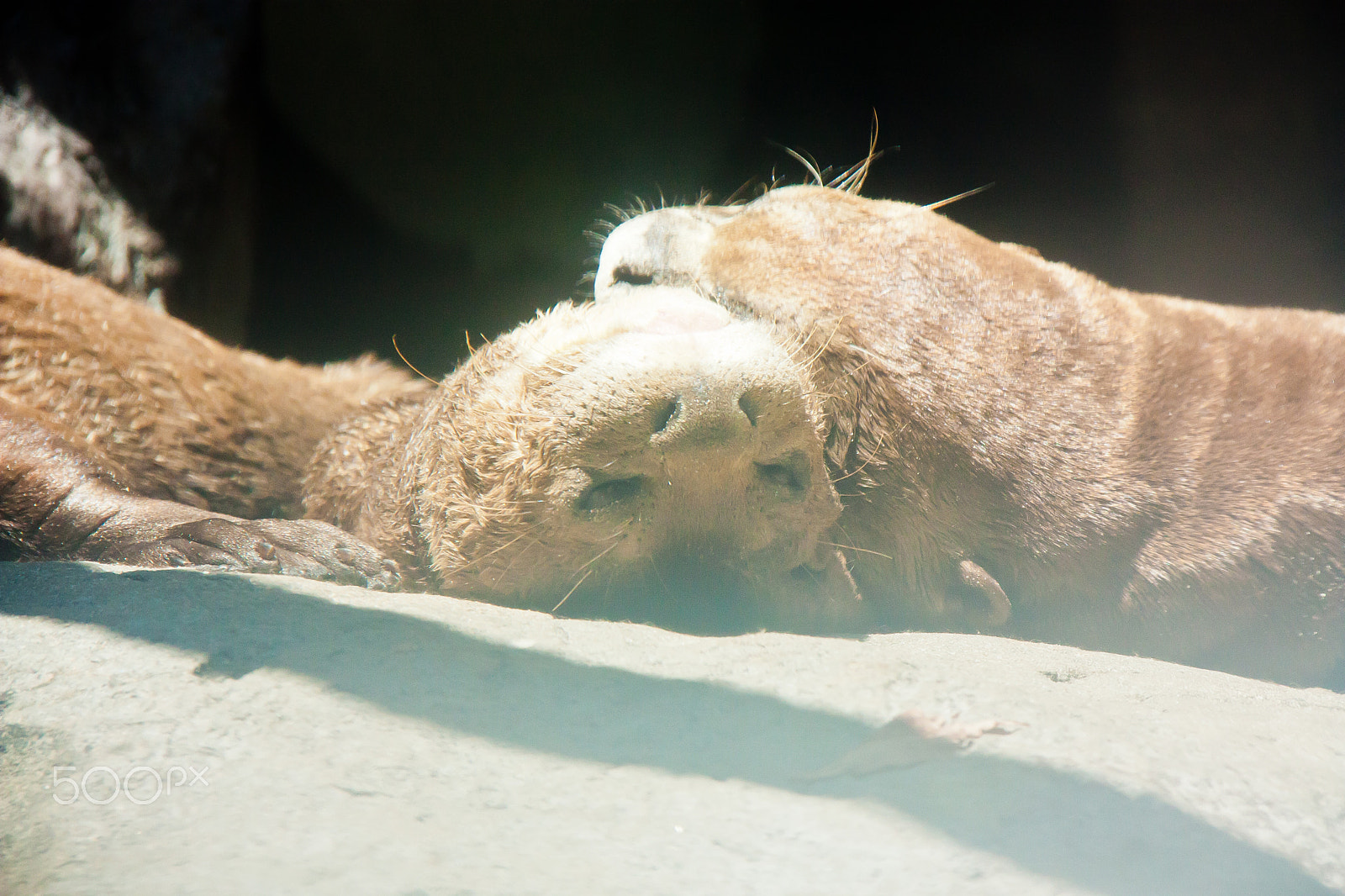Canon EOS 450D (EOS Rebel XSi / EOS Kiss X2) sample photo. Otters sleeping photography