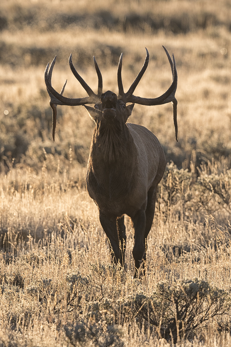 Nikon AF-S Nikkor 500mm F4E FL ED VR sample photo. Eye on the prize! photography