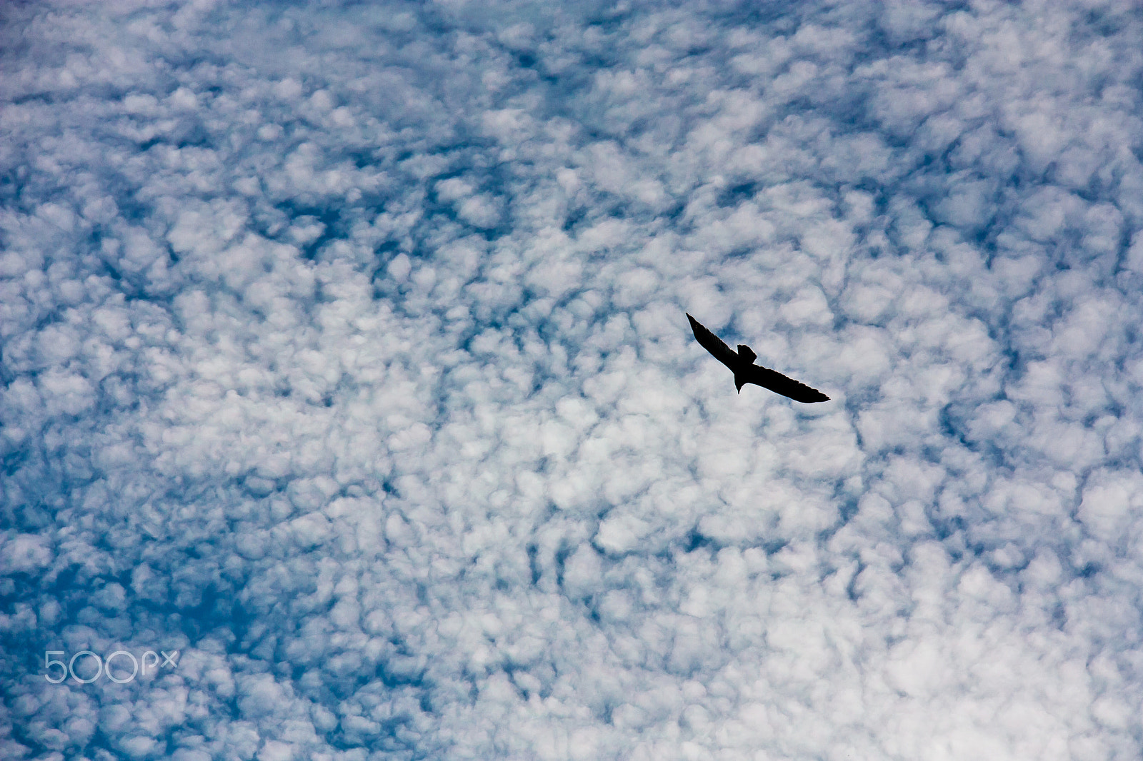 Canon EOS 450D (EOS Rebel XSi / EOS Kiss X2) sample photo. Bird in flight photography