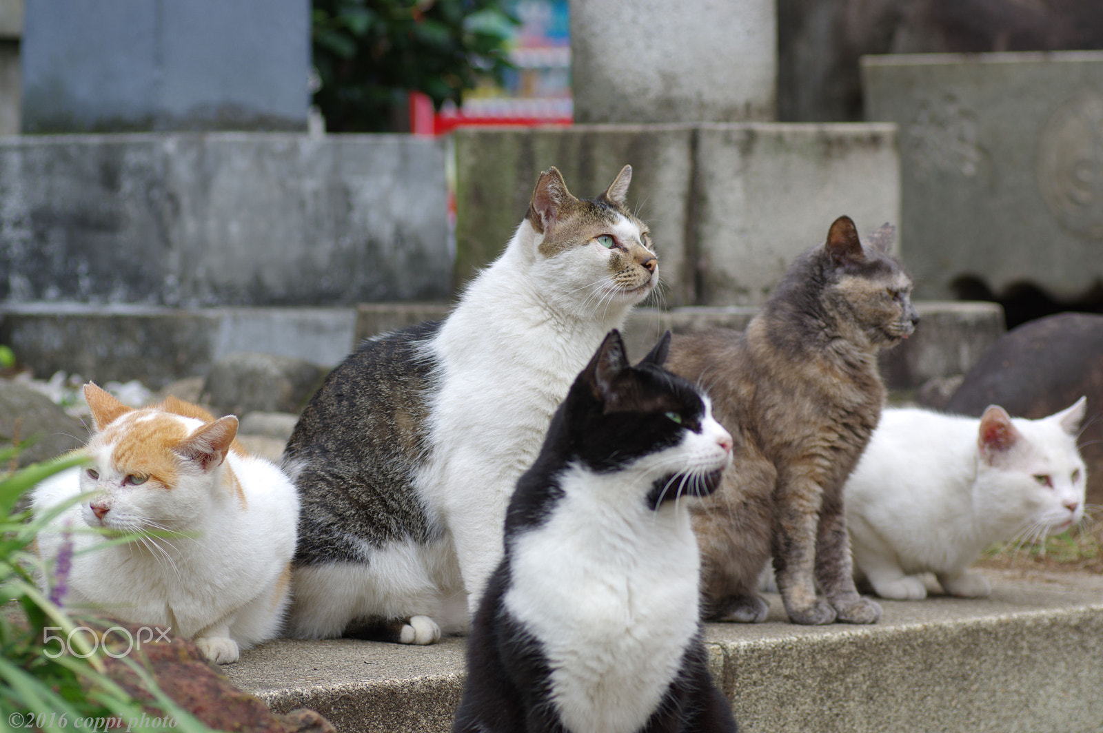 Pentax K-3 sample photo. Group of cats photography