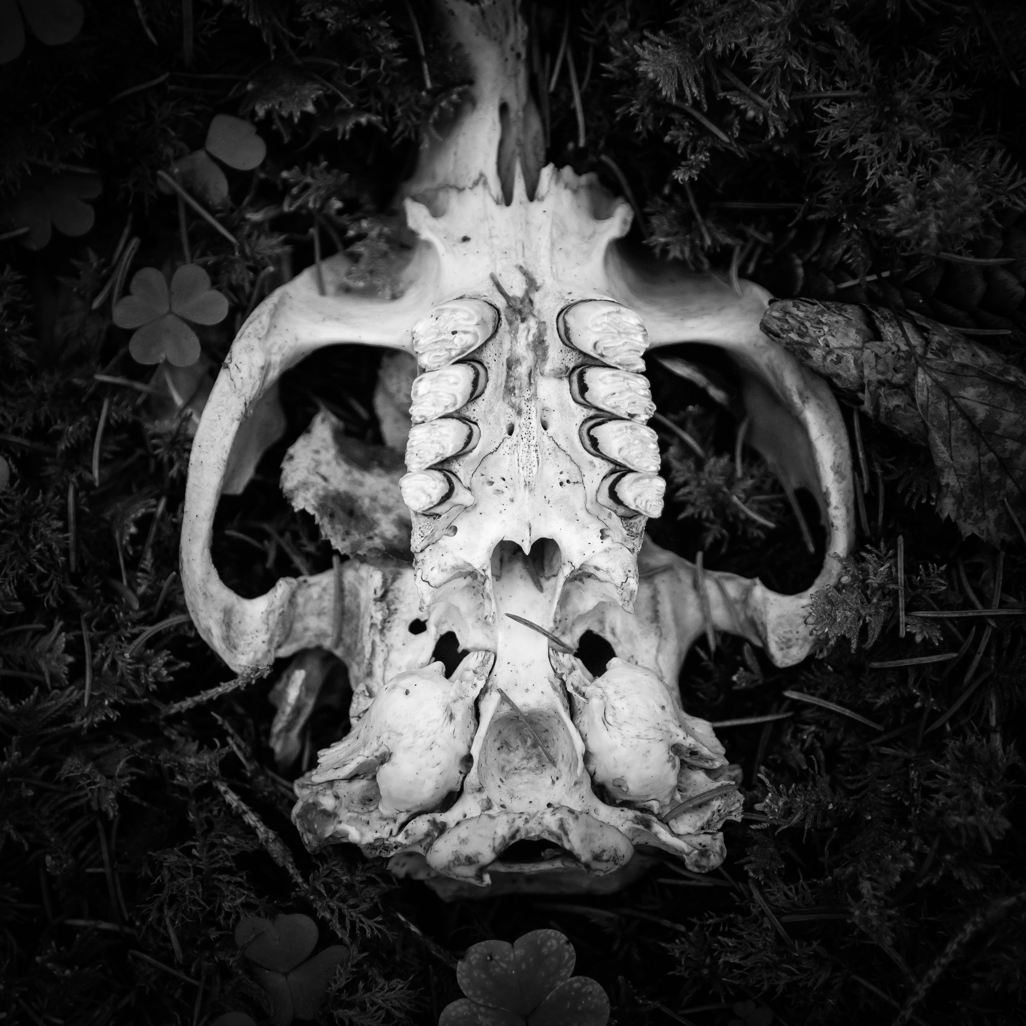 Canon EOS M3 sample photo. Clover and skull photography