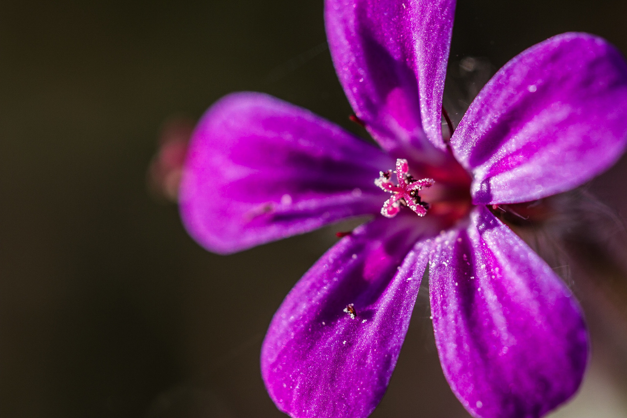 Canon EOS 7D + Canon EF 100mm F2.8L Macro IS USM sample photo. Blooming summer photography