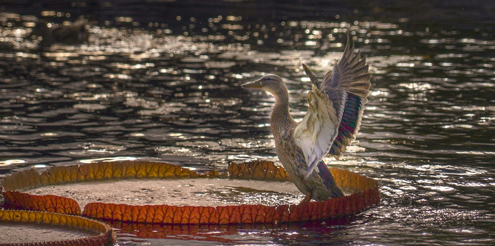 Sony a7S + Sony FE 24-240mm F3.5-6.3 OSS sample photo. Taking flight photography