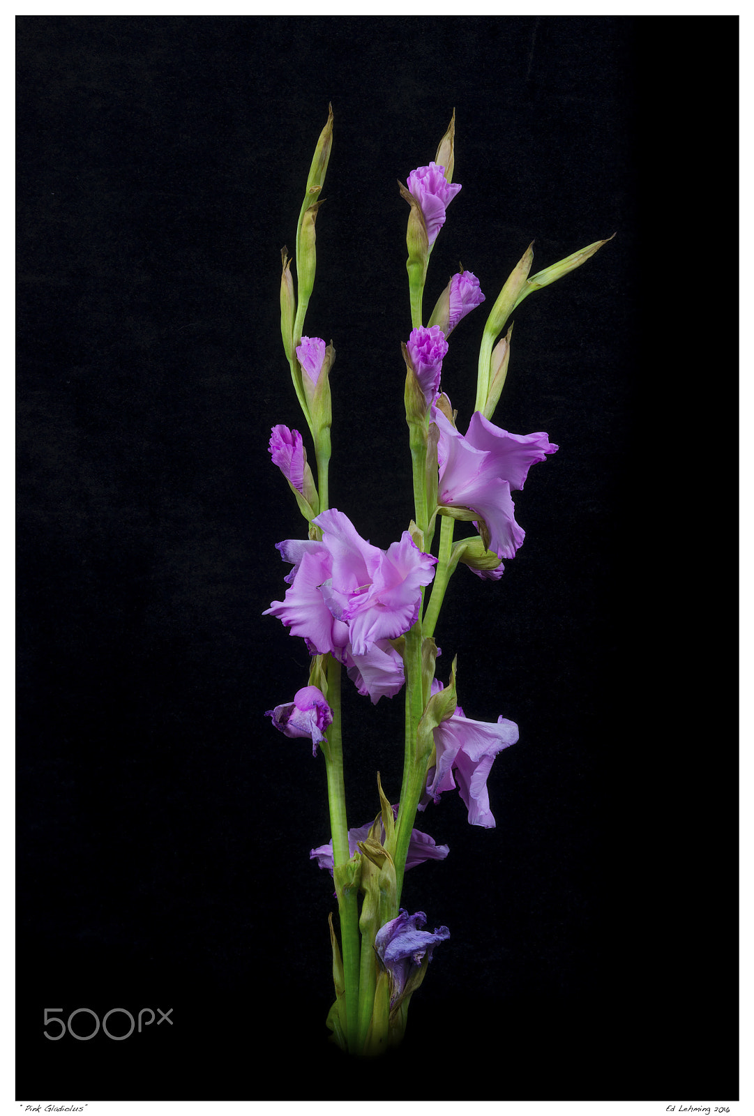 Nikon D800 sample photo. Pink gladiolus photography