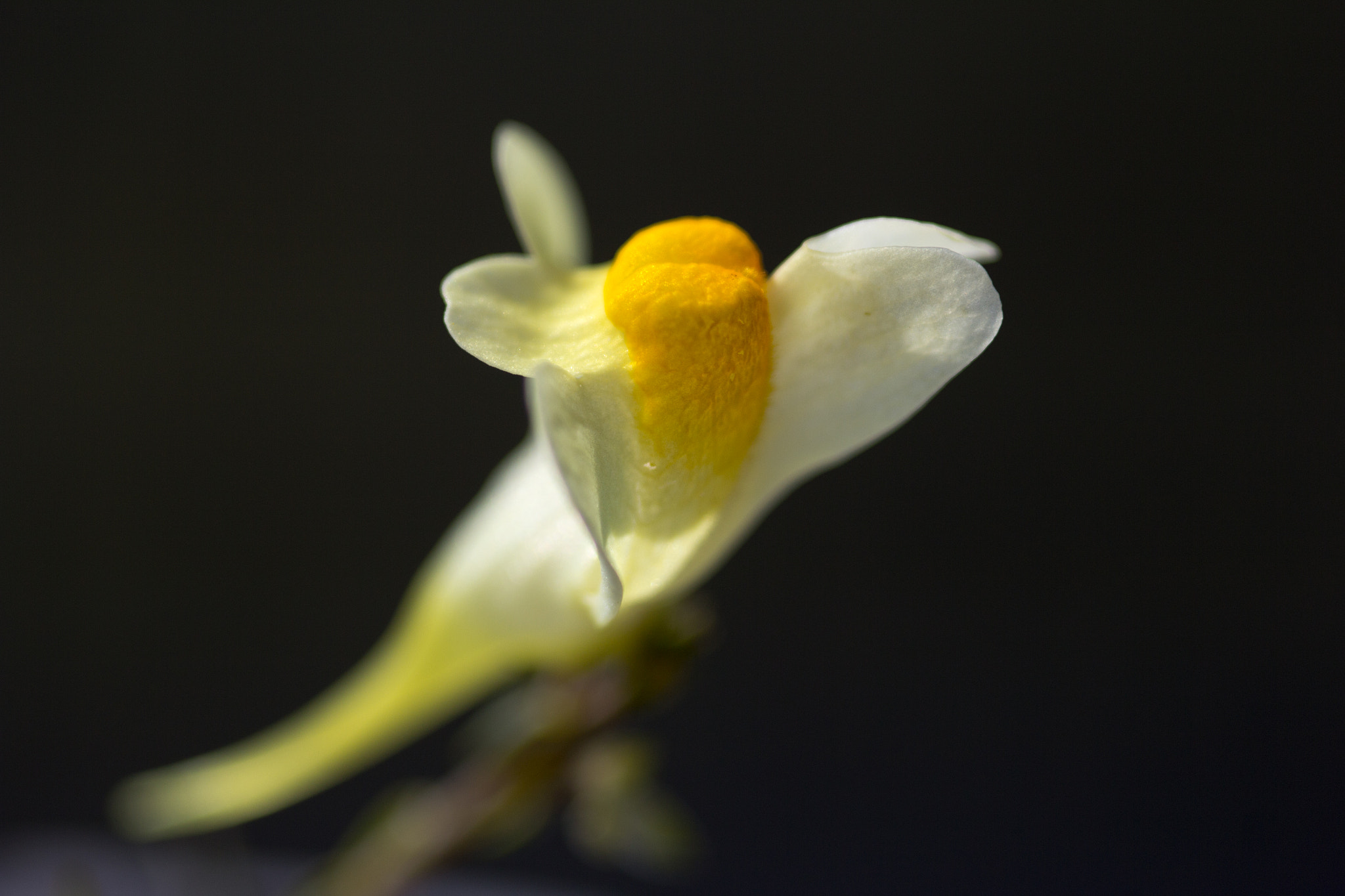 Canon EOS 60D + Sigma 105mm F2.8 EX DG Macro sample photo. Like a bird - comme un oiseau photography