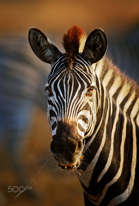Canon EOS-1D X sample photo. Zebra portrait close-up photography
