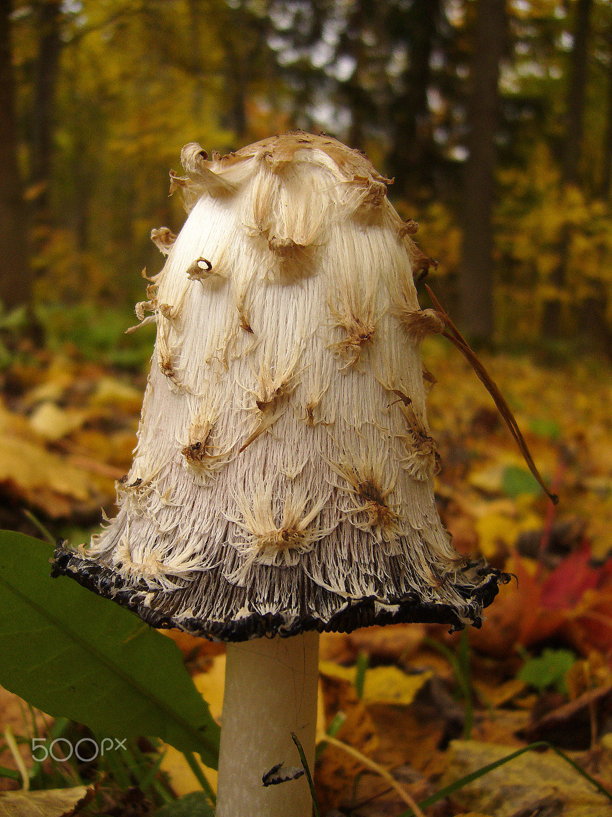 Panasonic DMC-FX8 sample photo. Mushroom photography