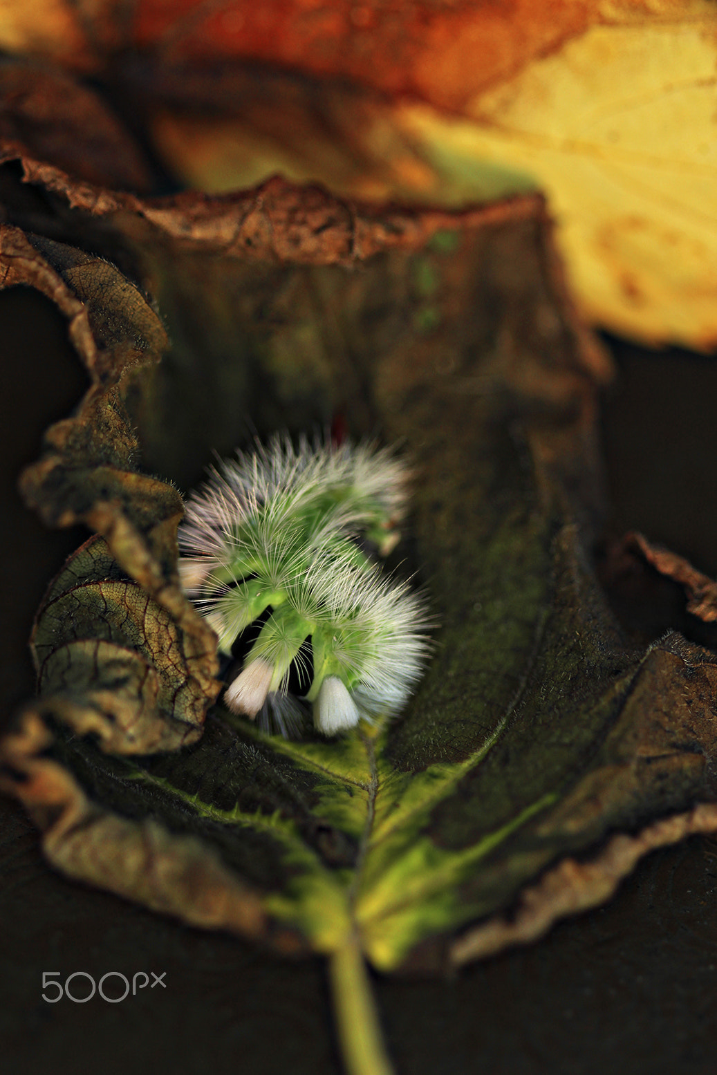 Canon EF 100mm F2.8 Macro USM sample photo. Calliteara pudibunda ii photography