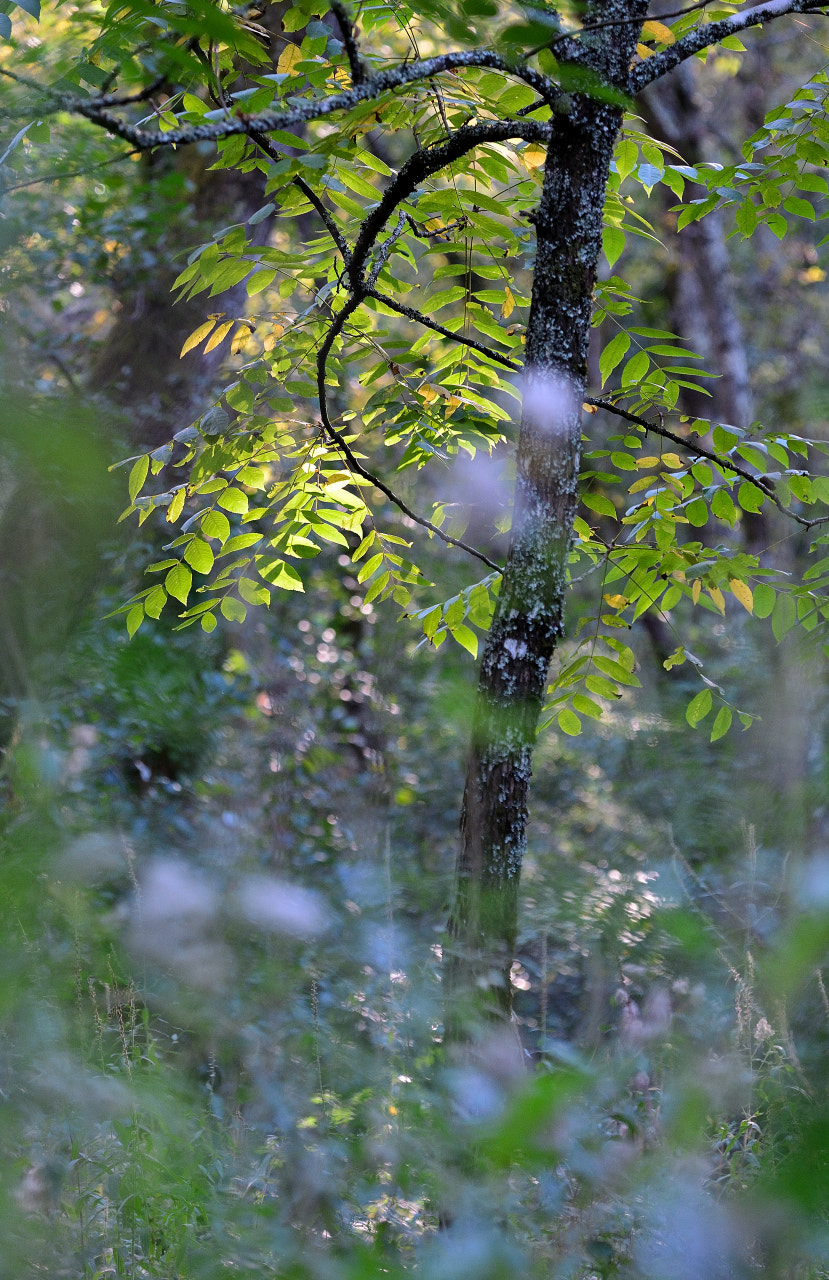 Sigma 150mm F2.8 EX DG Macro HSM sample photo. Autumn light photography
