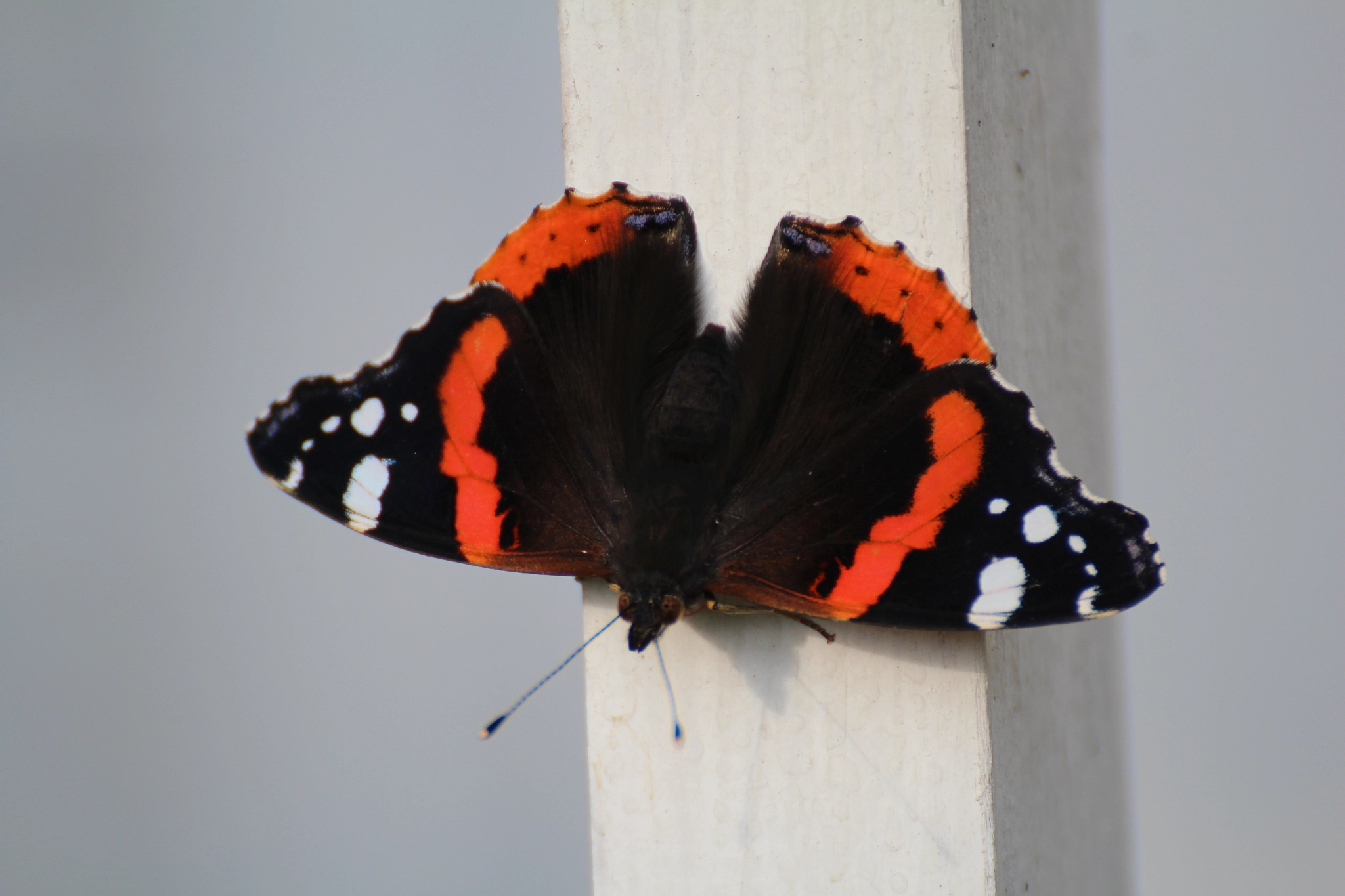 Tamron SP 35mm F1.8 Di VC USD sample photo. Butterfly photography