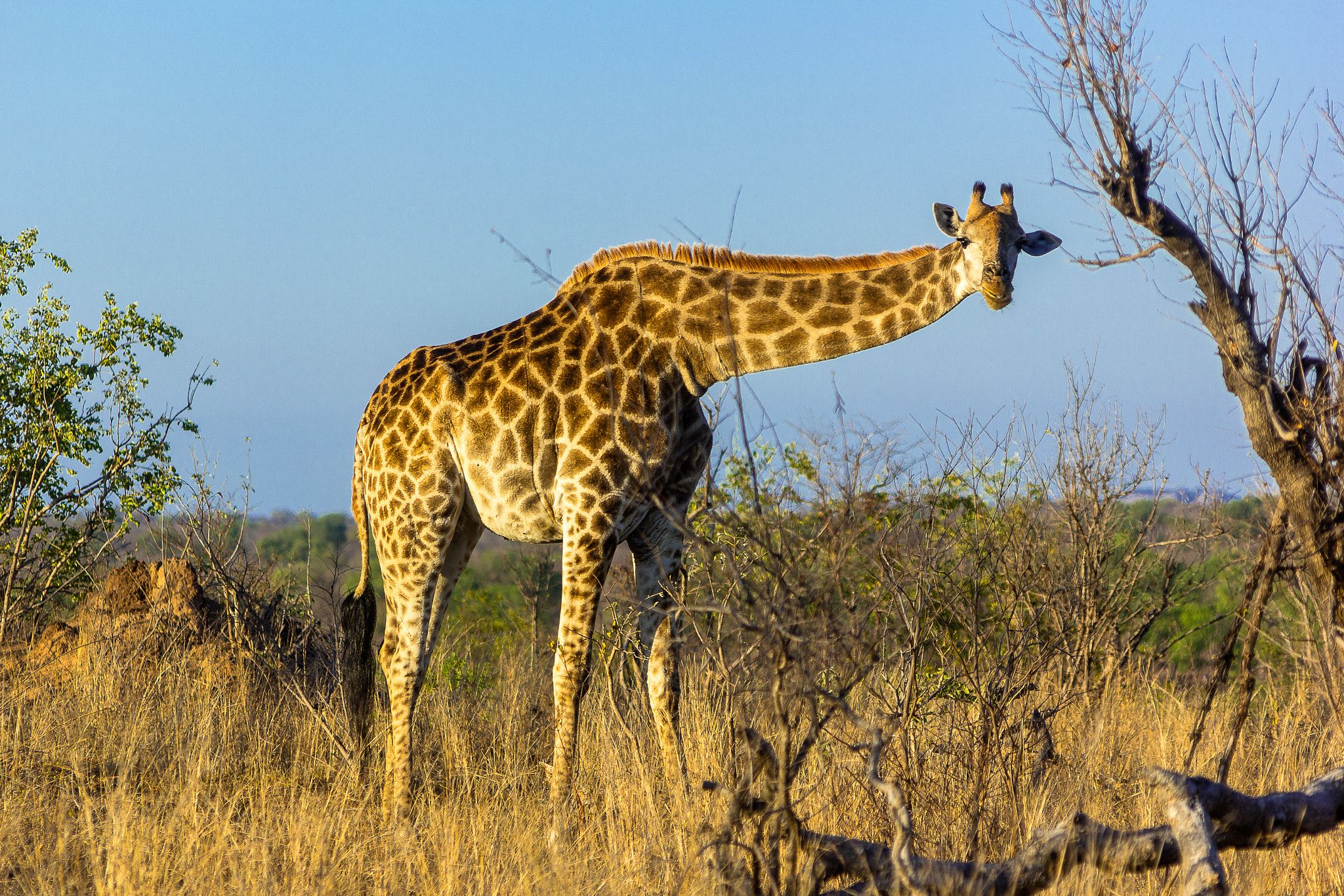 Canon EOS 60D sample photo. South african giraffe photography