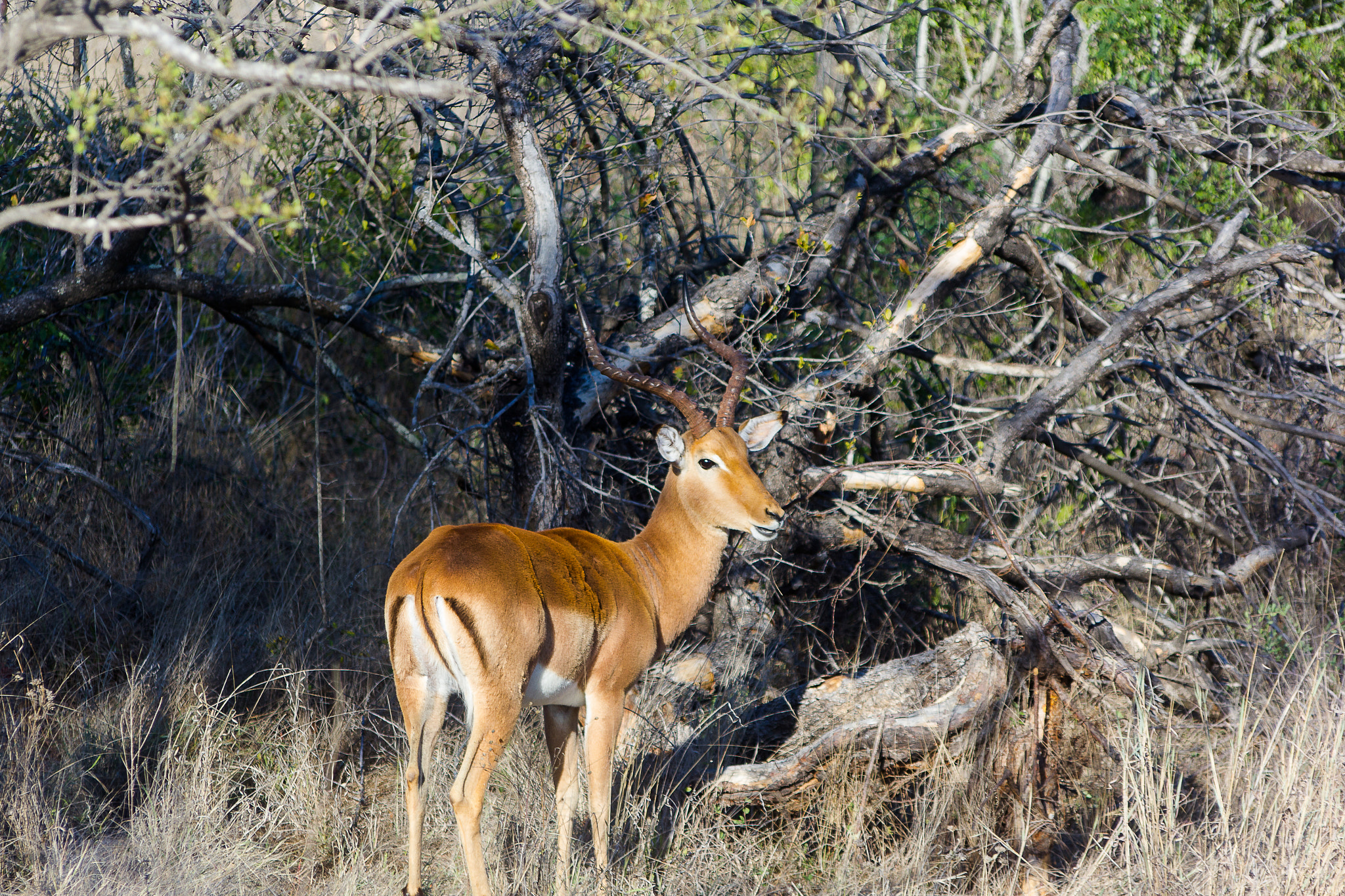 Sigma 70-300mm F4-5.6 APO DG Macro sample photo. South african deer photography
