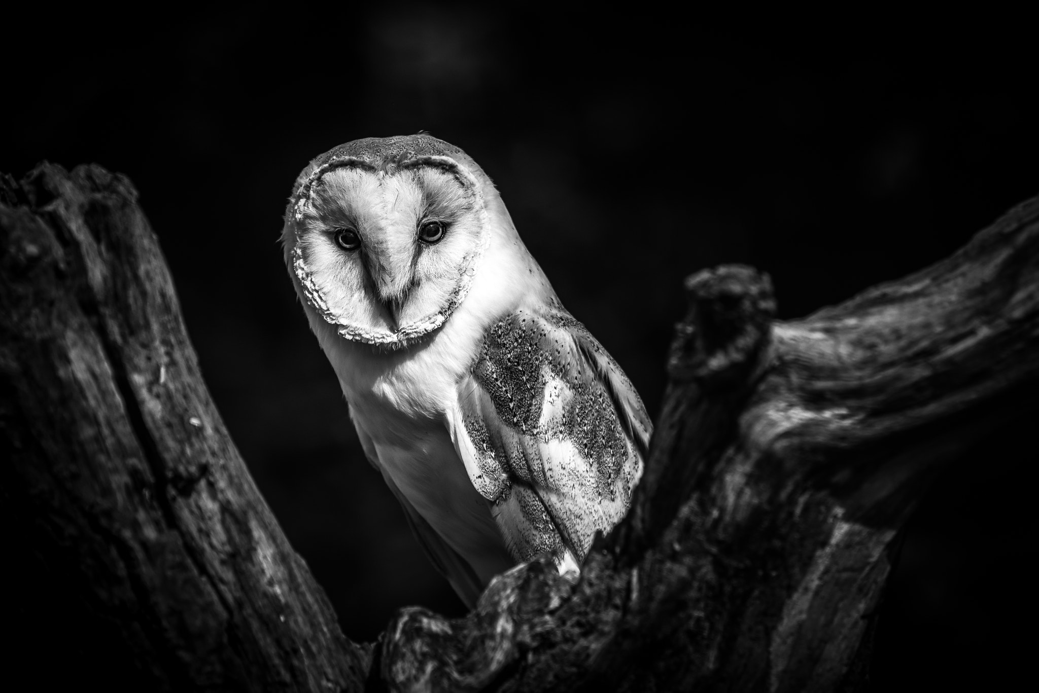 Nikon D800 sample photo. Owl photography