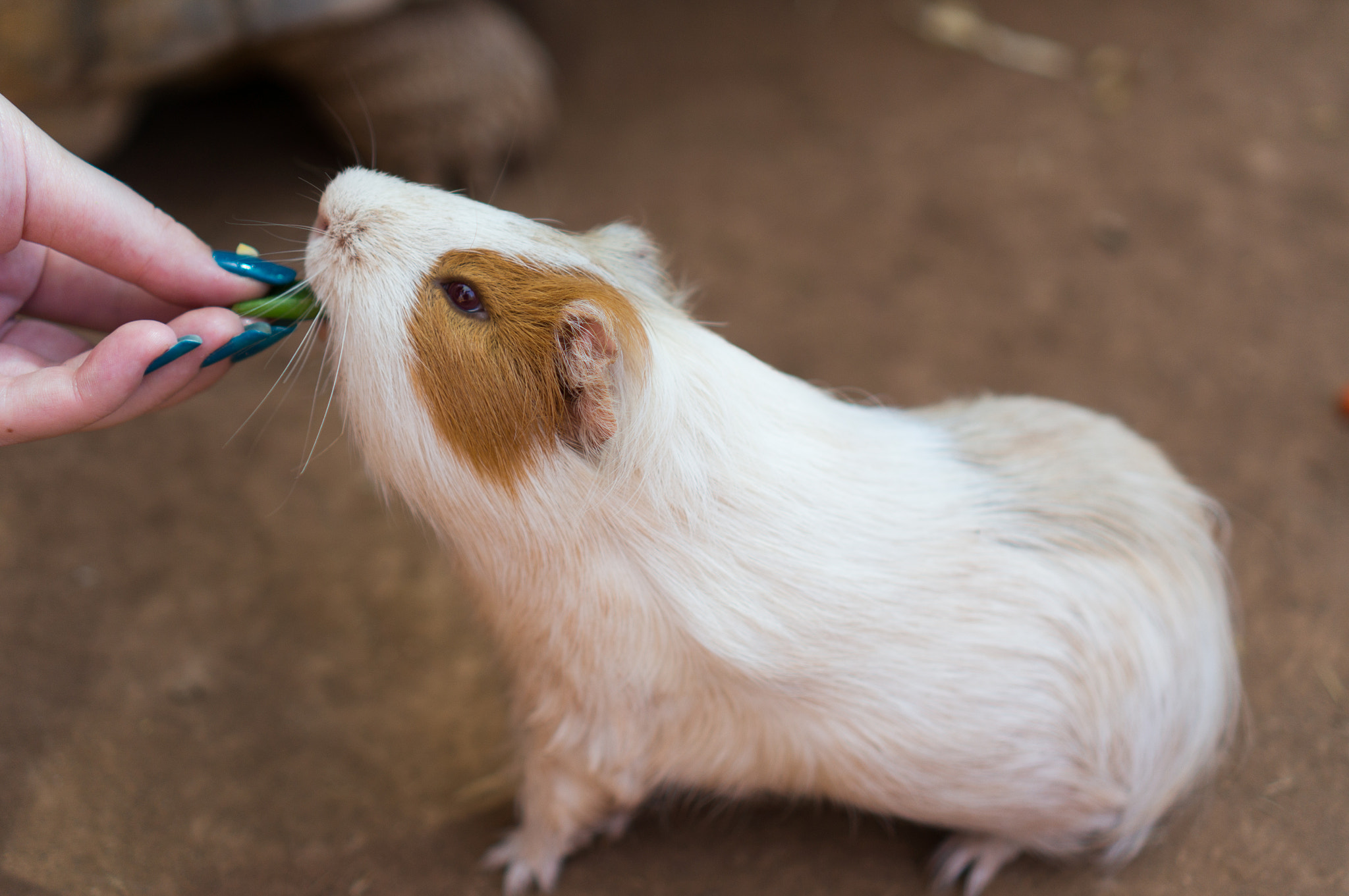 Sony Alpha NEX-5R sample photo. Guinea pig photography