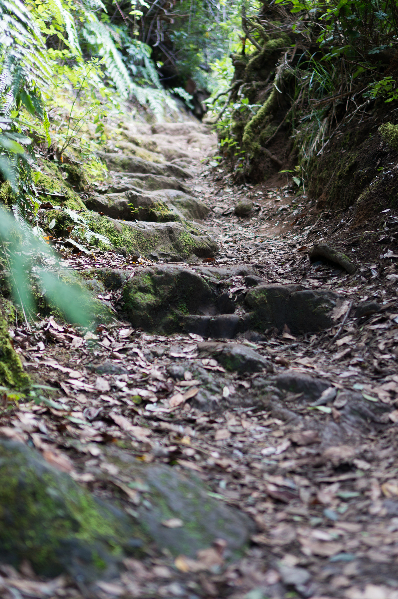 Sony E 35mm F1.8 OSS sample photo. Forest stairway photography
